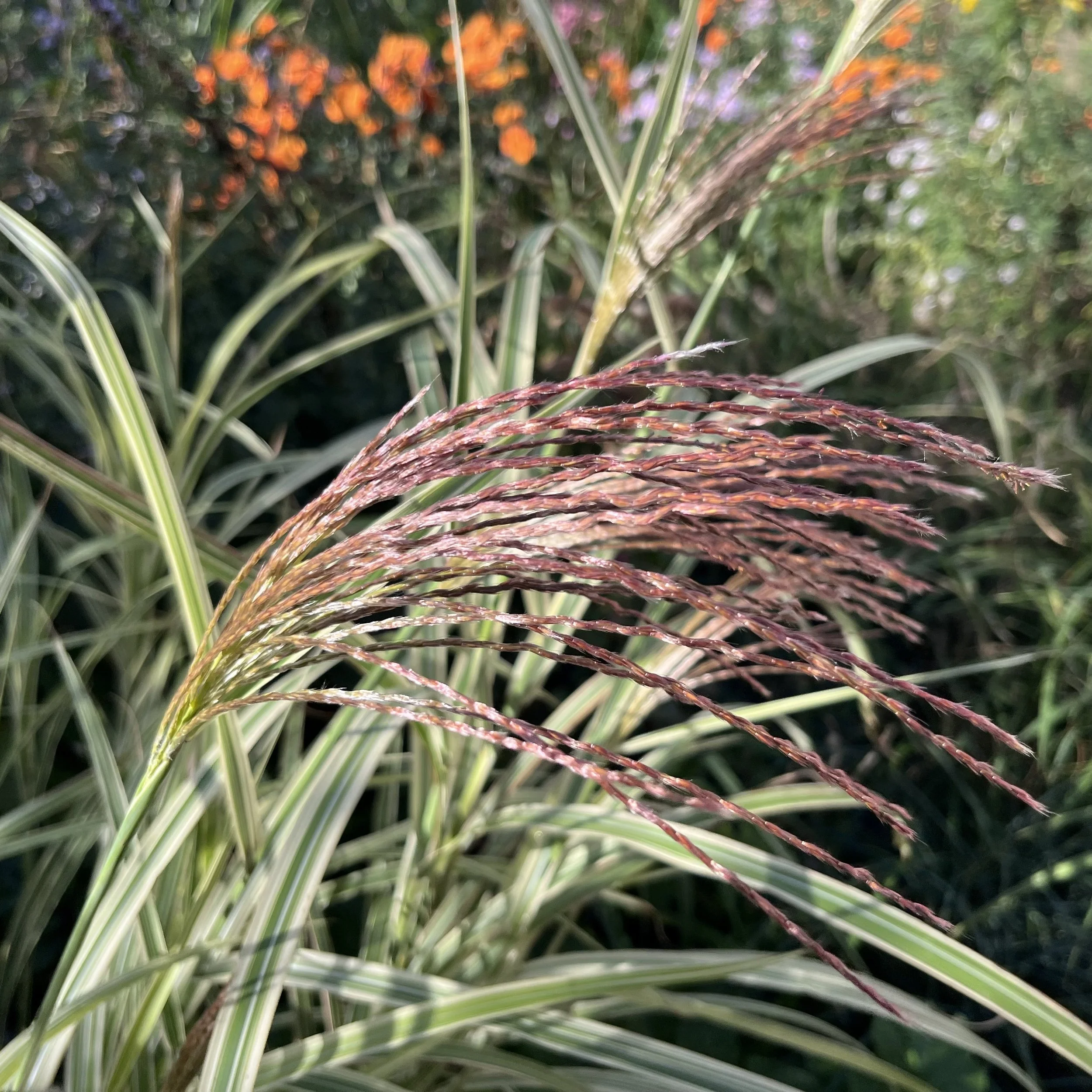 Miscanthus sinensis ‘Dixieland’