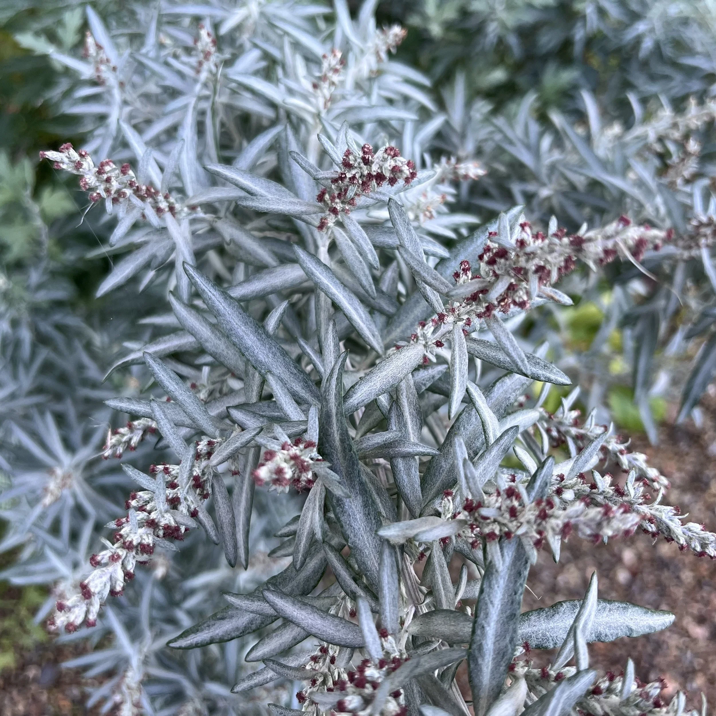 Artemisia indica var. momiyamae Image 002.jpg