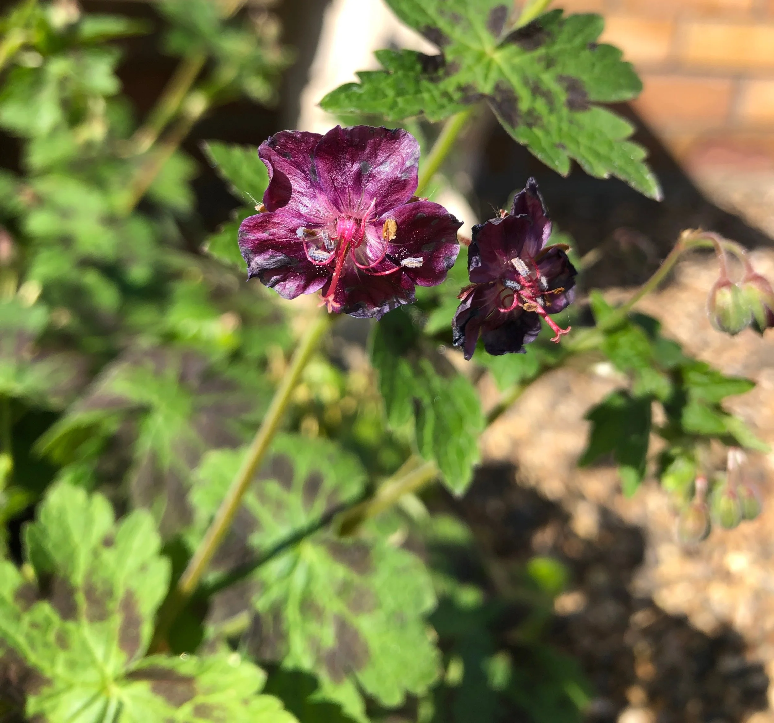 Geranium phaeum var. phaeum 'Samobor'