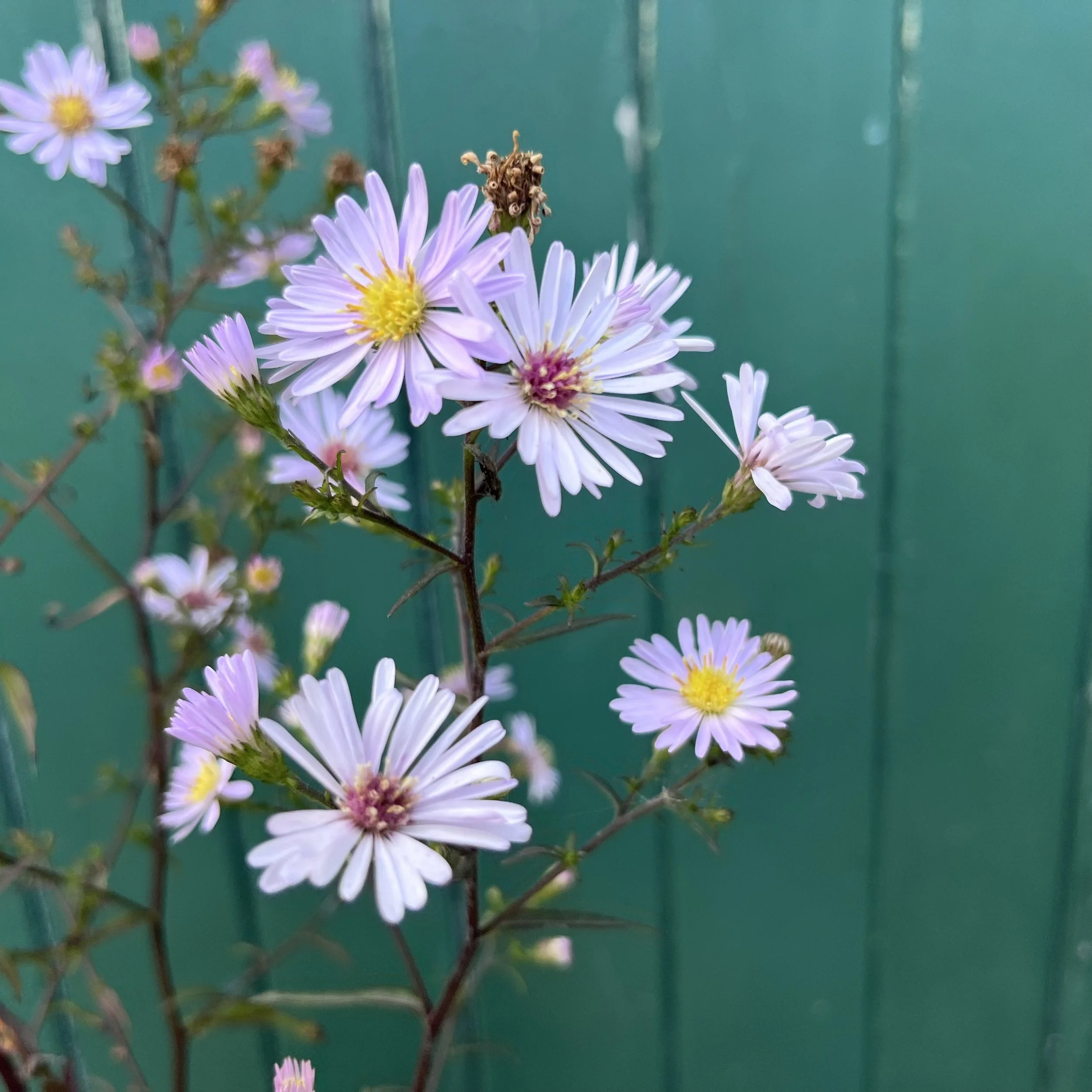 Symphyotrichum ‘Prairie Pink’