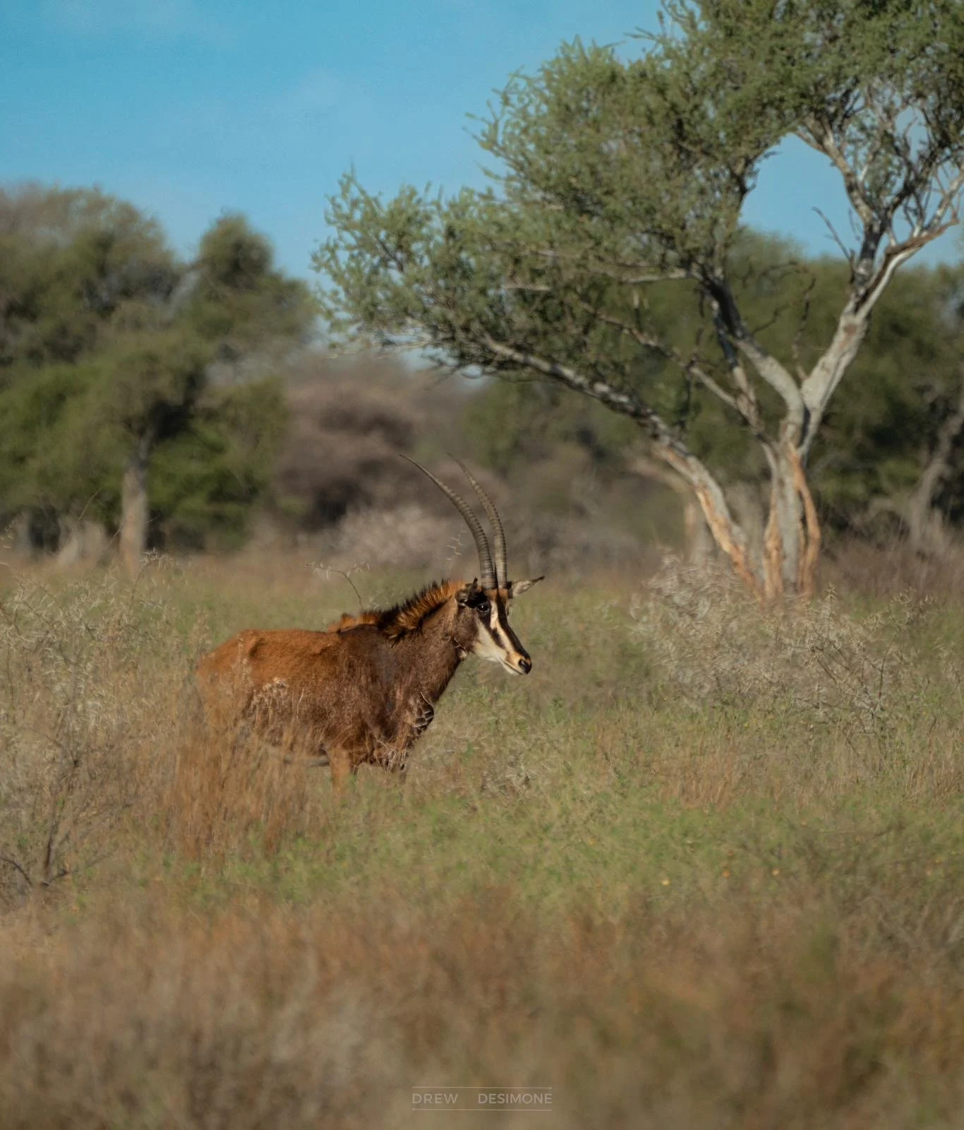 8883dbc0-9c28-4826-9228-eddb85902f11 2.JPG