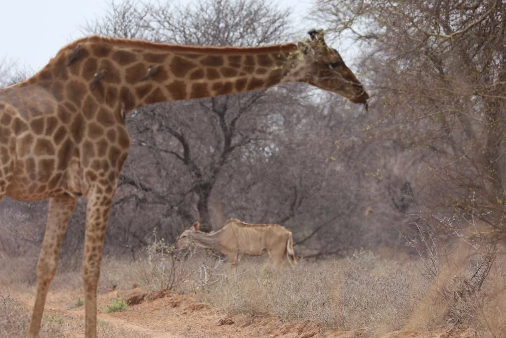 f36ff294-2c01-41e3-abf8-d7b93963c023 2.JPG