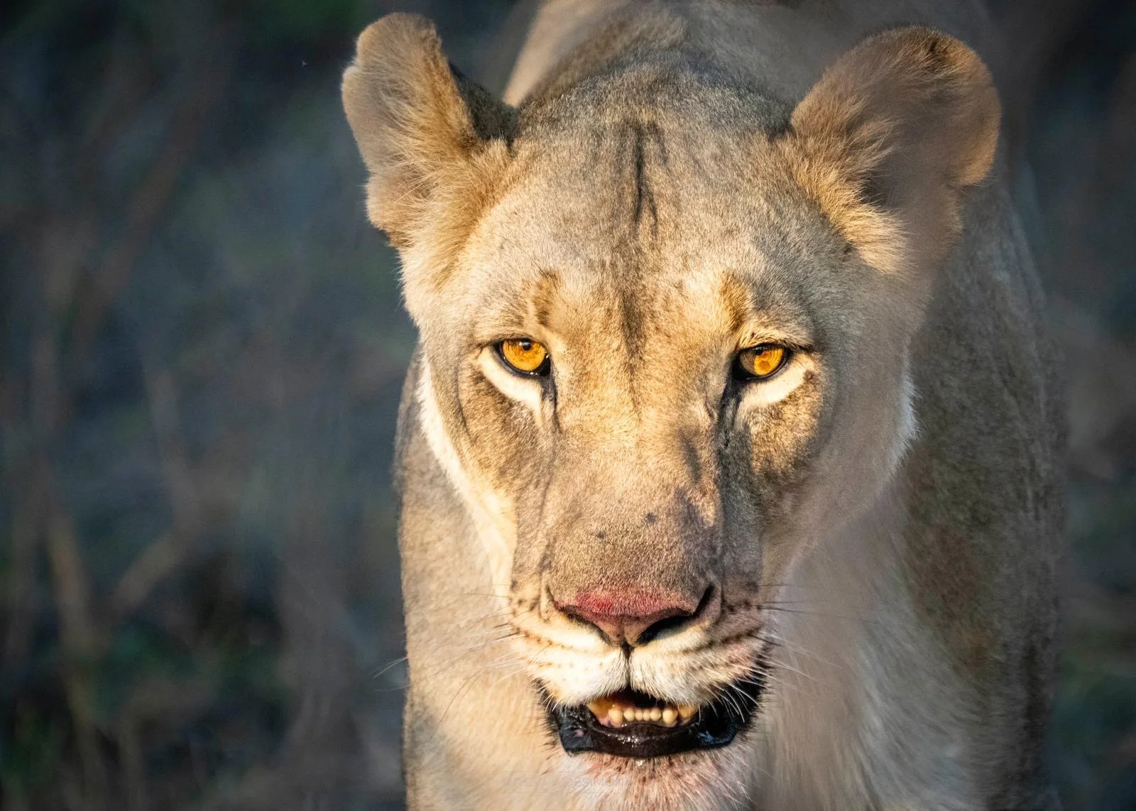 d3e5c06e-7c05-4777-a63d-6ebf3ee47fcb 3.JPG