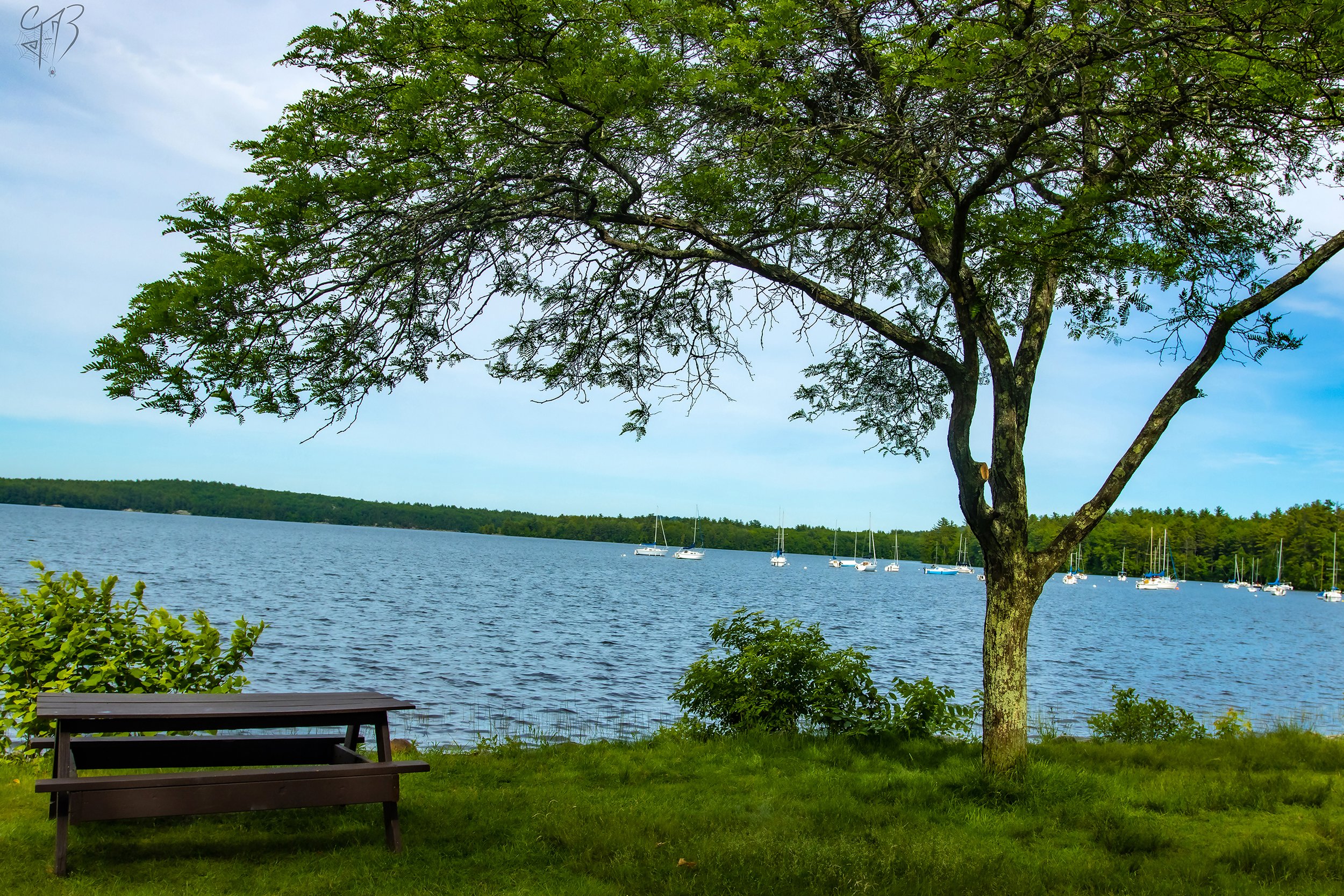 Under The Tree