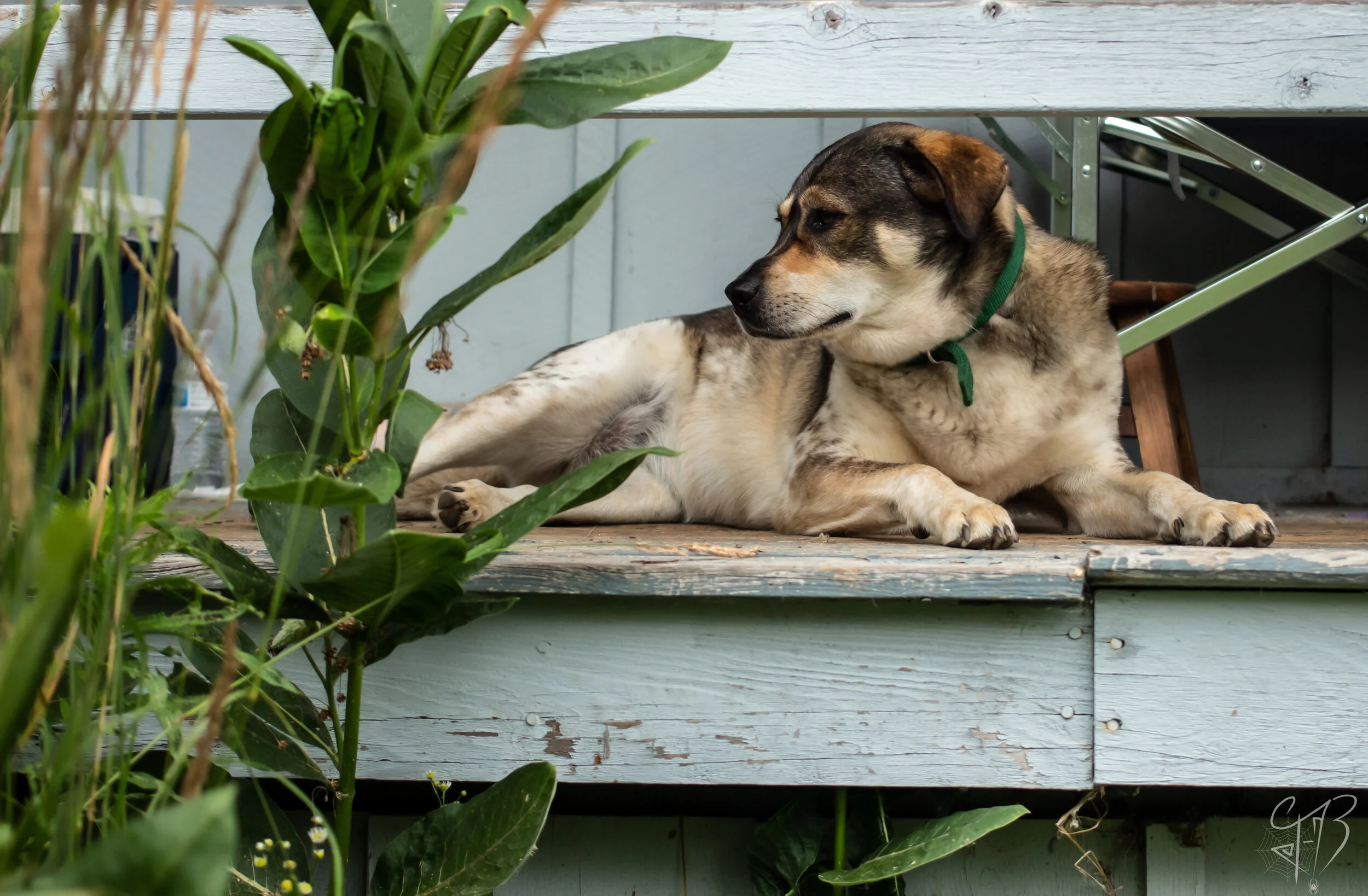 Doggy (Water Mark).jpg