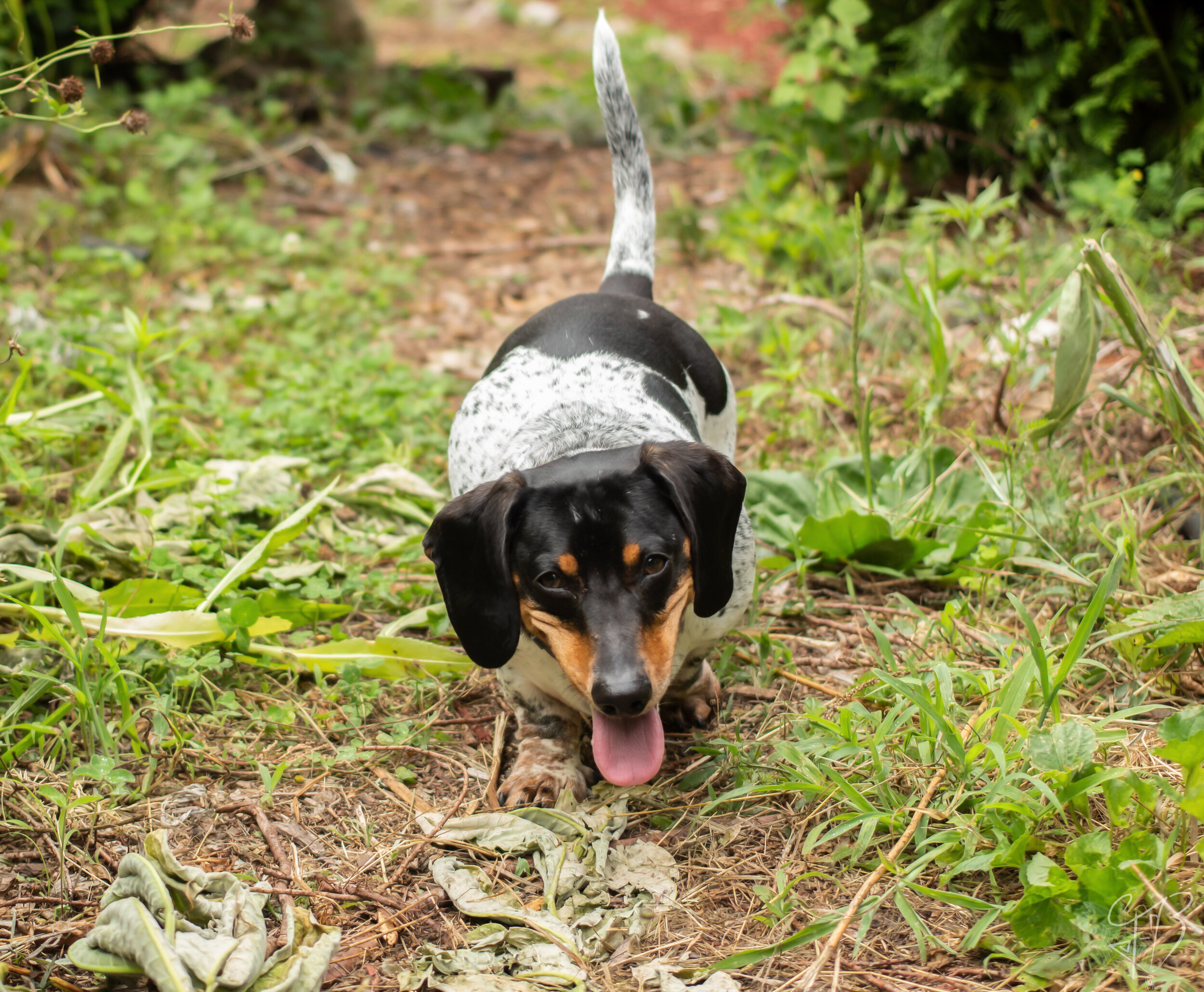 Doggg (Water Mark).jpg