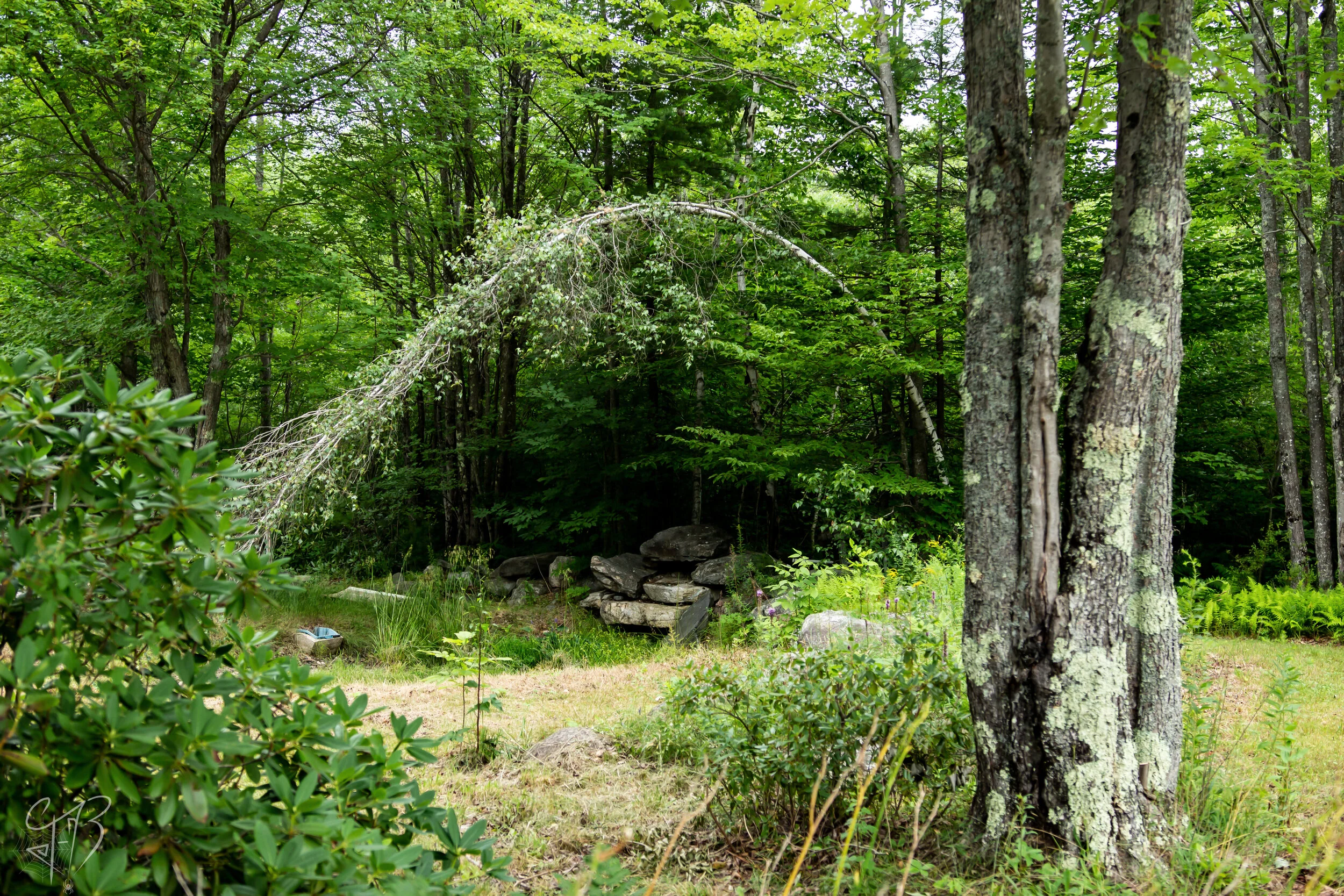 Tree (Water Mark).jpg