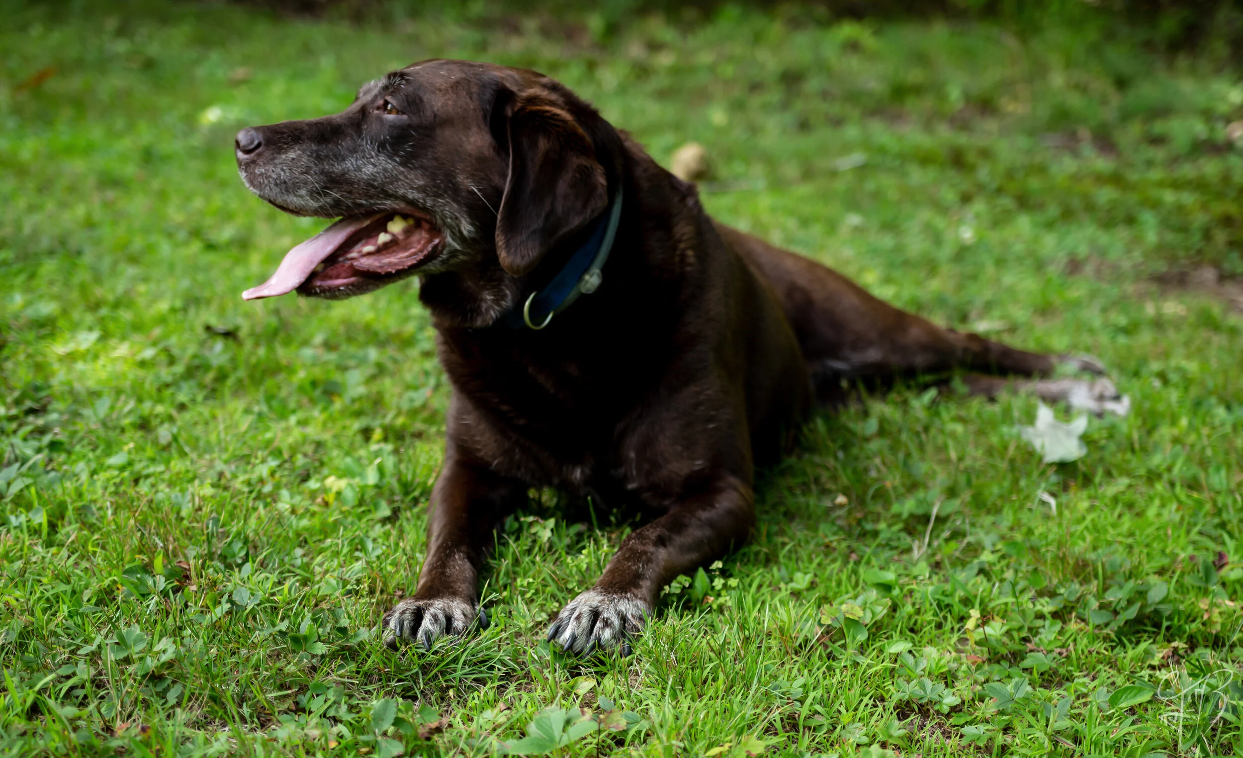 pups (Water Mark).jpg