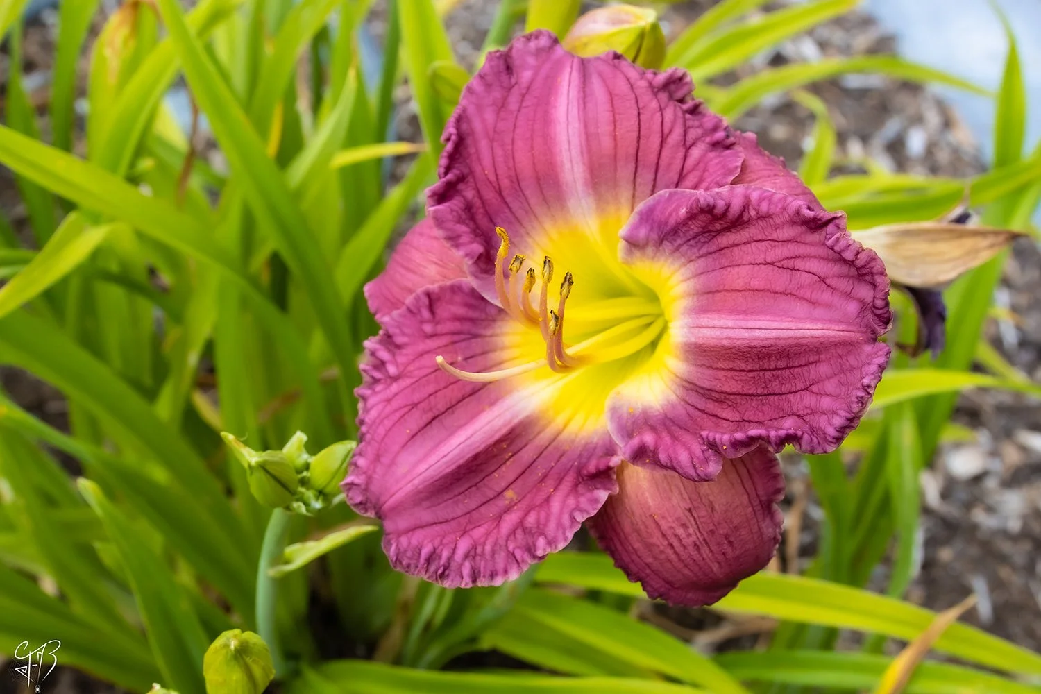 flowers-7.jpg