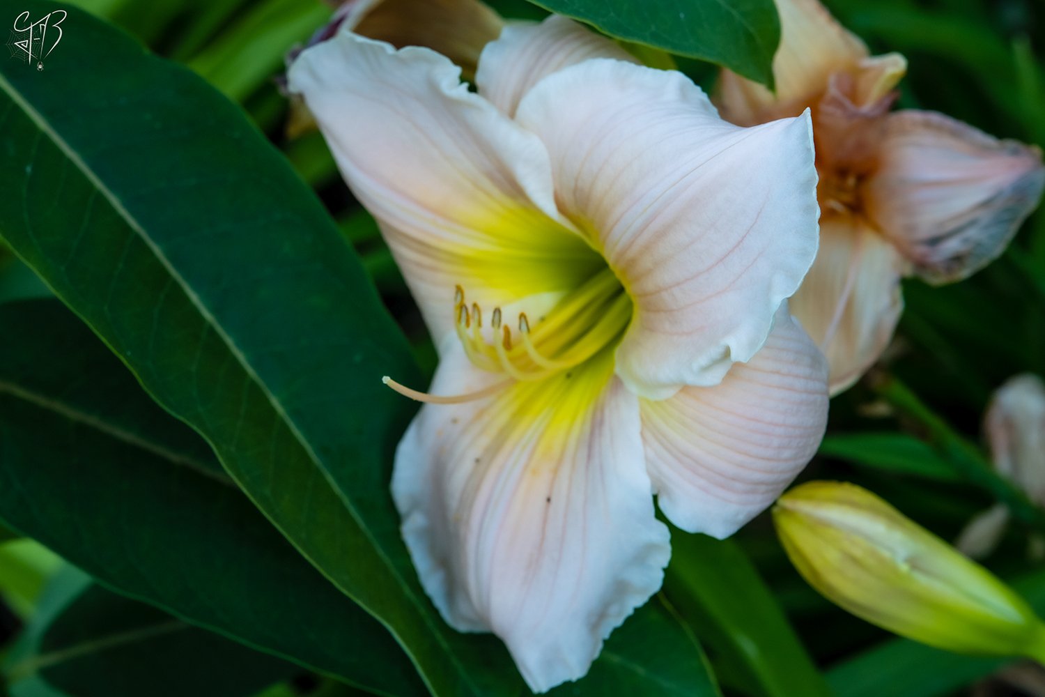flowers editz.jpg