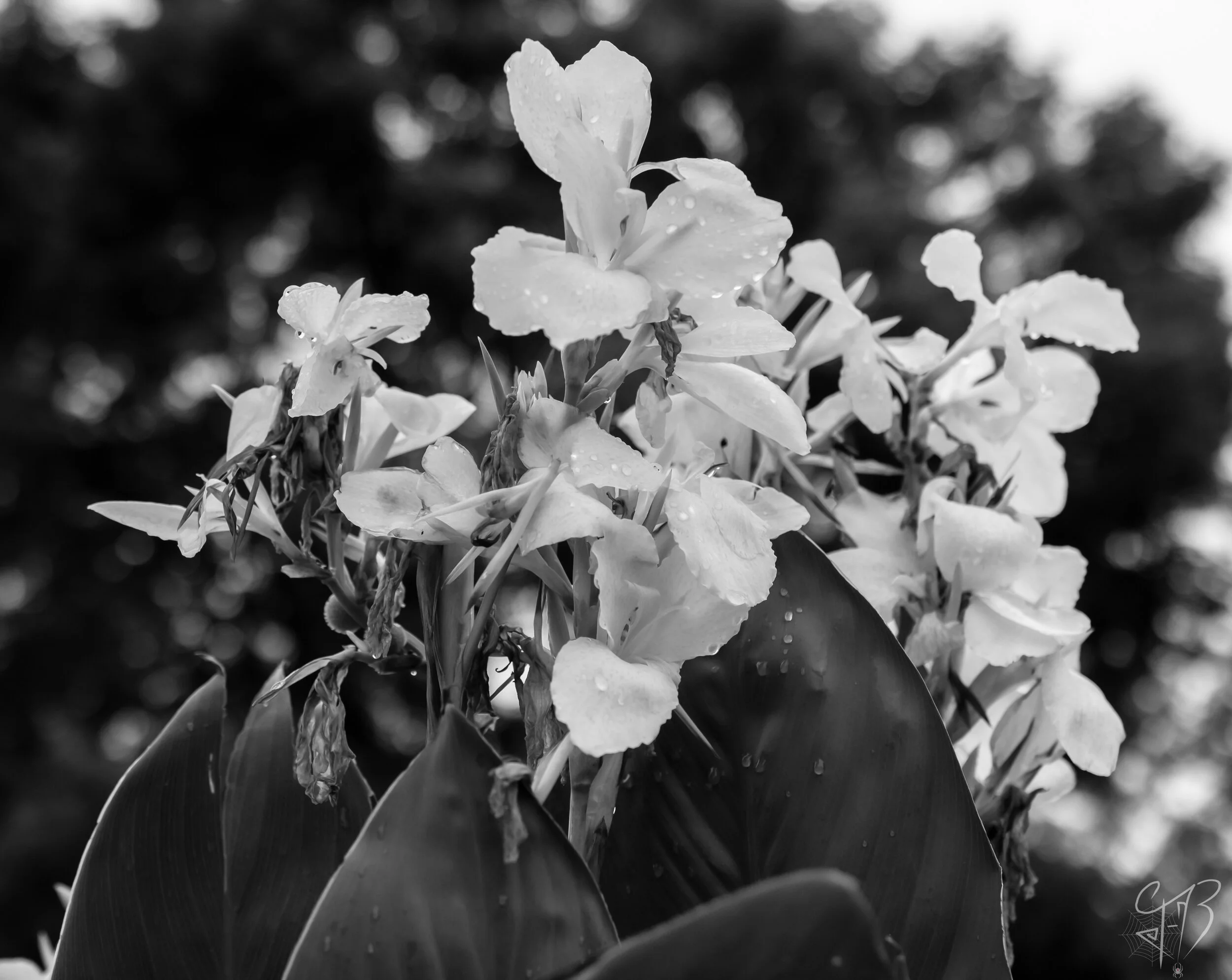 Death Blooms