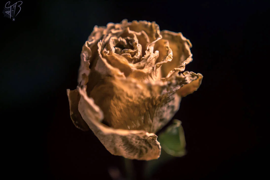 Dead Rose