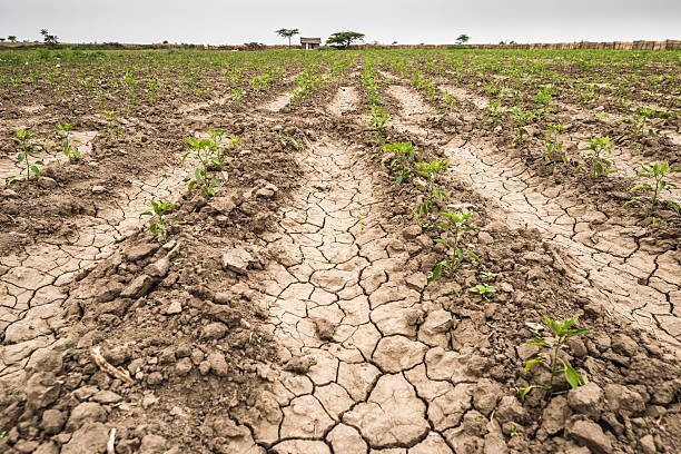 🚨 URGENT: Kenya is in Crisis

Right now, 3.3 million people in Kenya are facing starvation due to a devastating drought. Food prices are skyrocketing, and vulnerable families are struggling to survive.

At Life for Children Ministry (LCM), we provid