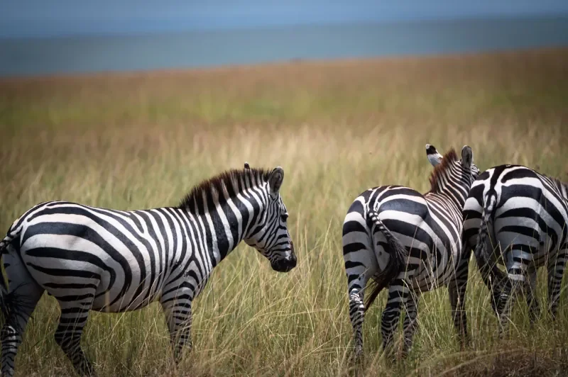 Zebras seen during a Life For Children Ministry mission trip excursion in Kenya