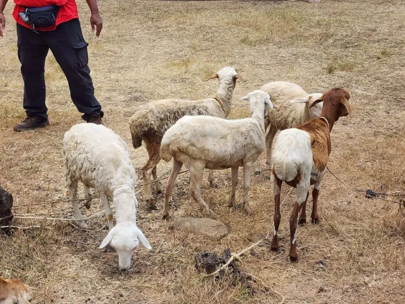 Goats distributed to a Kenyan family by Life For Children Ministry to support food security