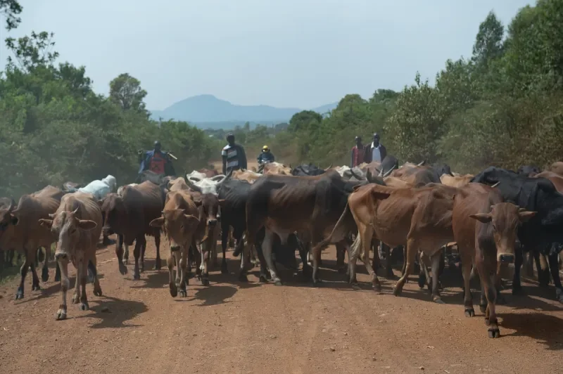Cattle crossing a rural road in western Kenya during a Life For Children Ministry mission trip