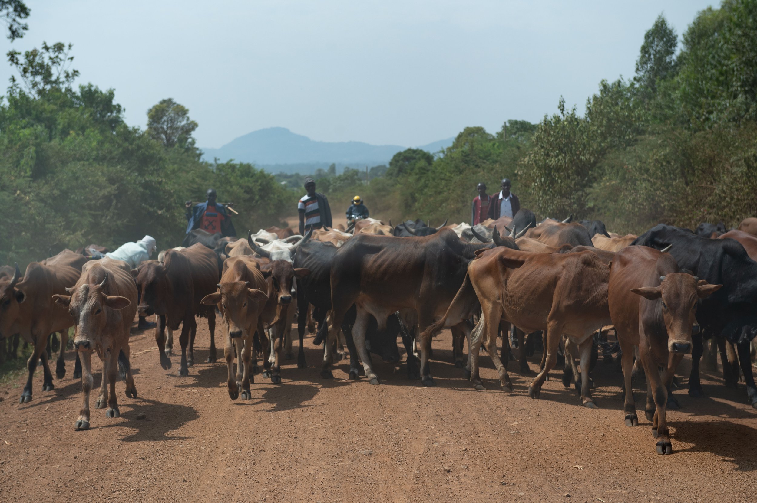 Cattle being herded by men on a dirt road with trees and hills in the background.