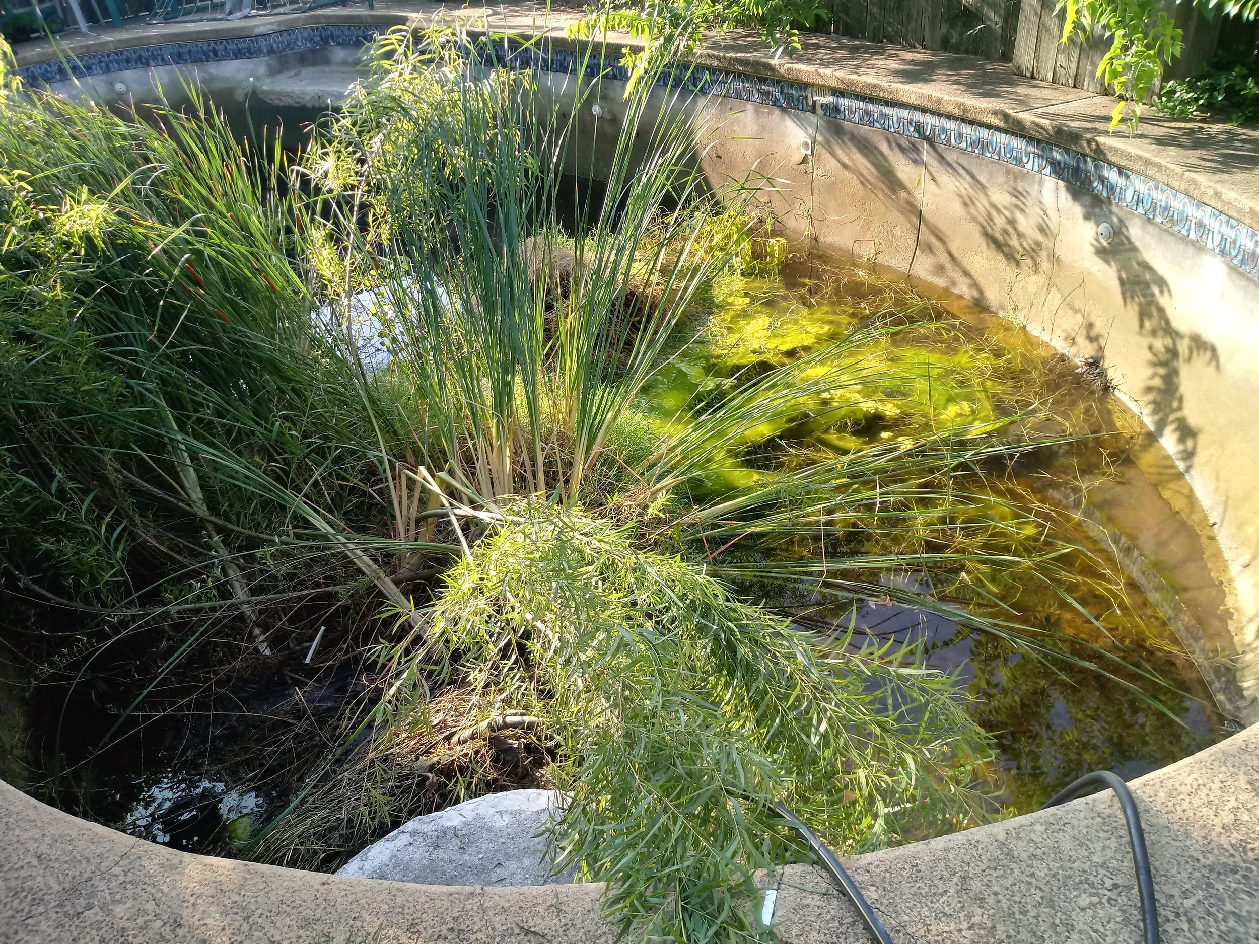 Pool repair company Allen