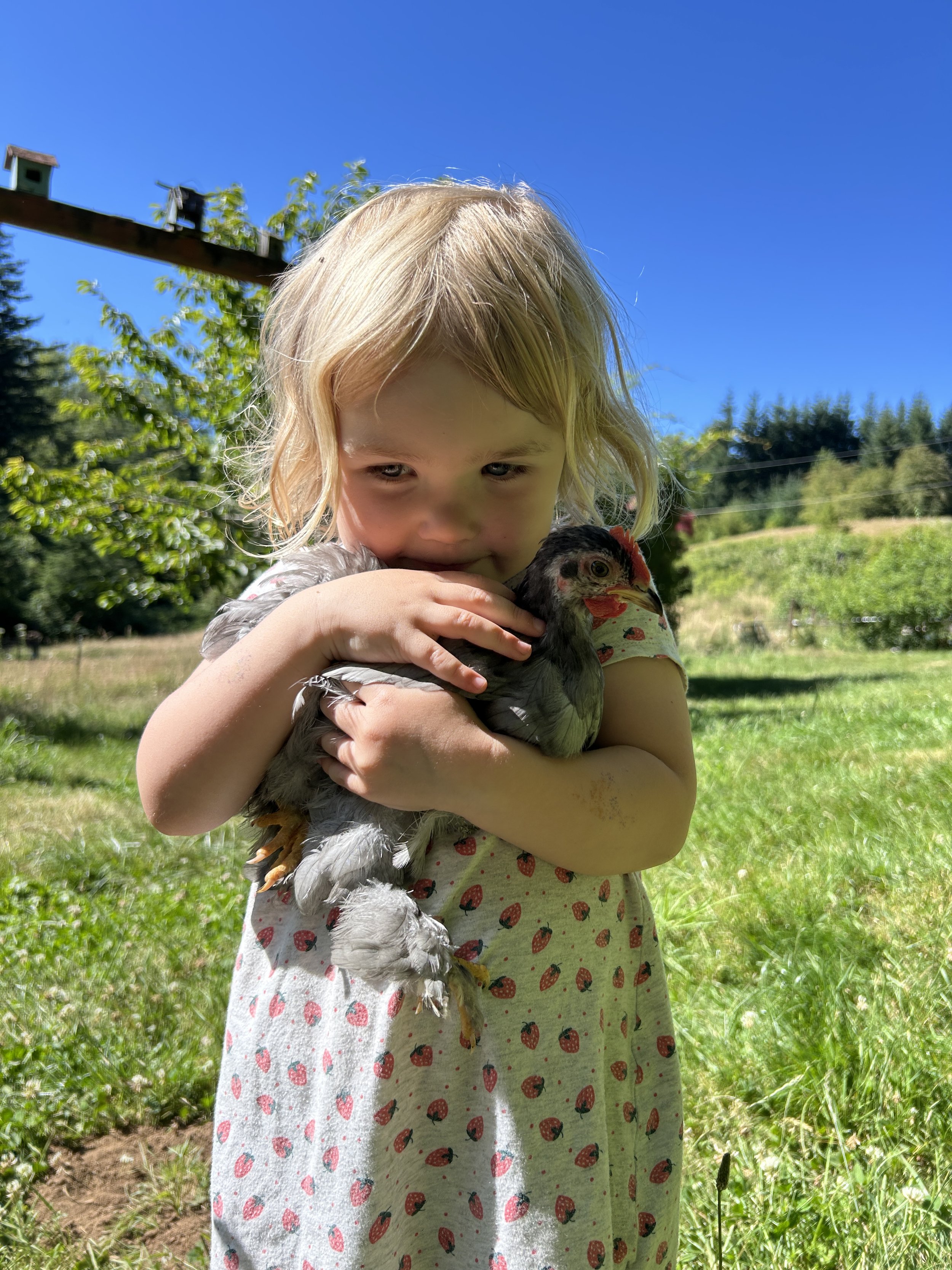 Little Chicks on the Farm