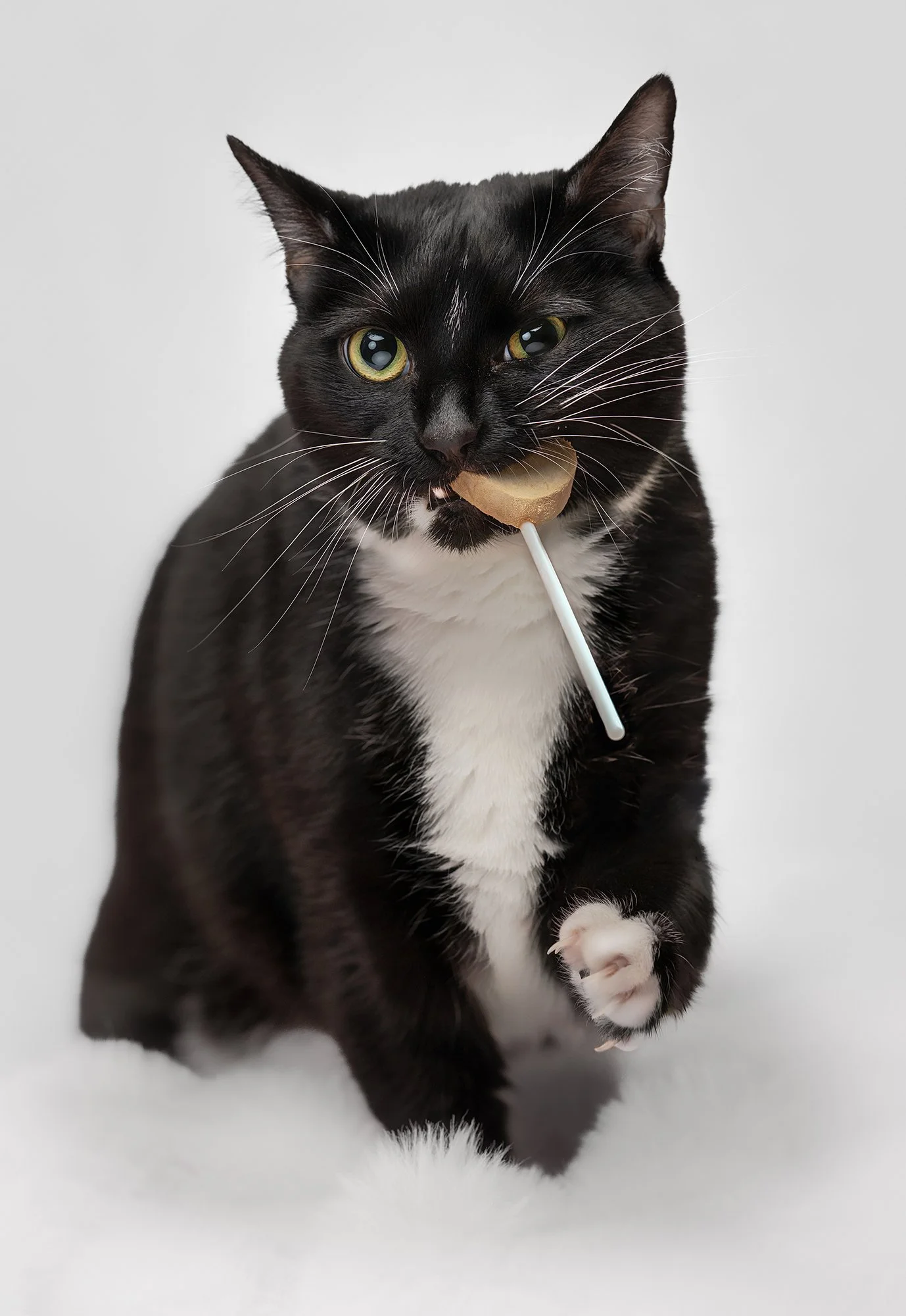 The Definitive Guide to Cat Photography in Washington State