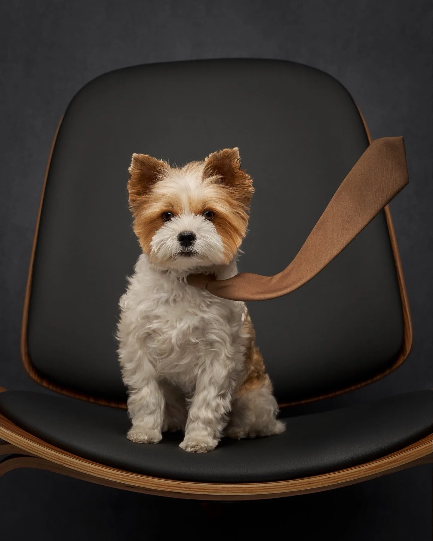 Happy International Dog Day! πΎ Today we celebrate all the dogs who bring joy, comfort, and love into our lives. From the gentle giants to the tiniest companions, each one carries a story worth honoring.
Among them is one of our favorites, Coby, the