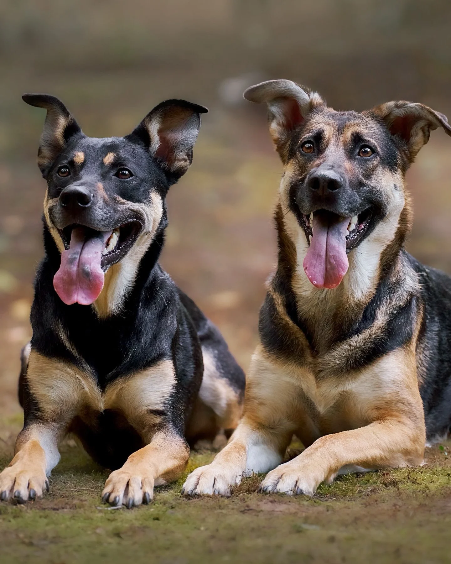 Double the dogs, double the love, double the joy. πΎπ
When Maggie’s pawrents adopted her from RASK, they never imagined she had a sister out there. Thanks to an @embarkvet DNA test, they found out about Maya, and the timing couldn’t hav