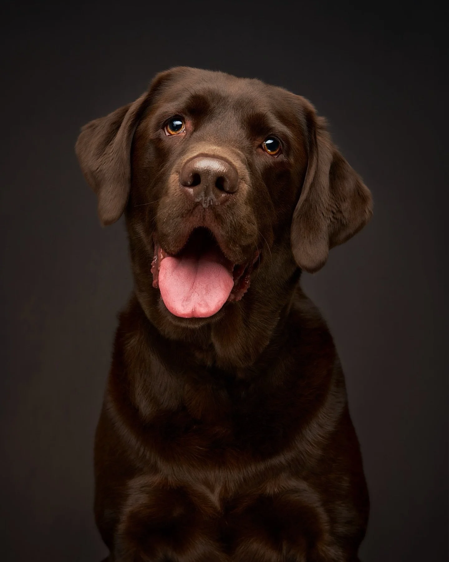 β¨ Meet Finn β¨
Last week I had the joy of photographing this handsome chocolate lab as we celebrated his pawrents winning our prize in the @dogtopiafoundation raffle after they helped raise funds for such a meaningful cause. π
Finn is truly a mirac