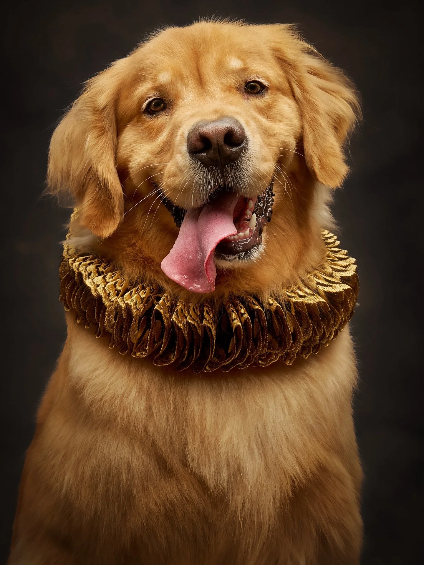 Do you believe some bonds are written long before we know we’re ready? 💛
Tobin’s story feels like one of destiny. Rescued after illness and the loss of a leg, he became the healthiest, happiest golden, spreading joy to everyone he meets