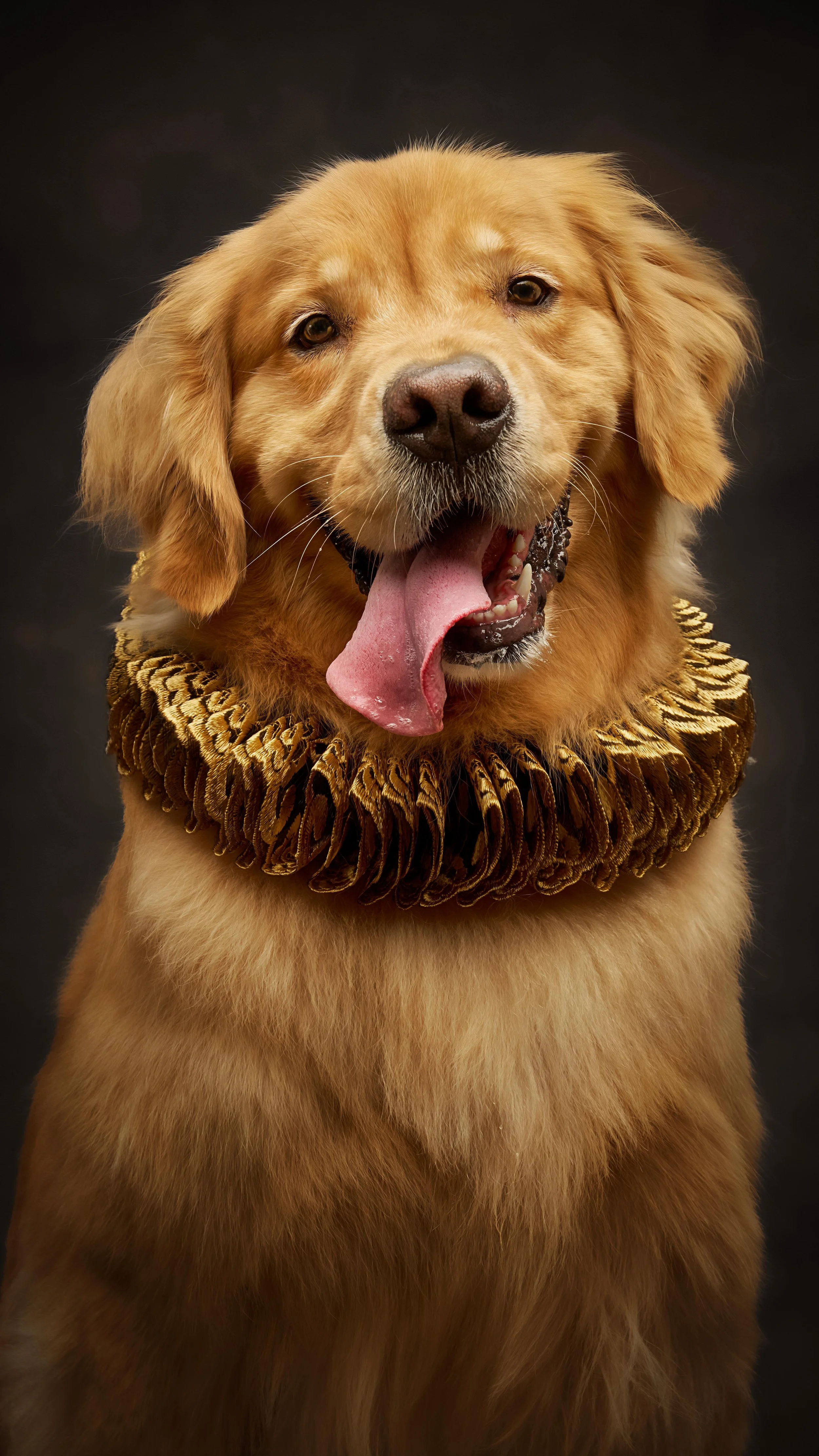 Another weekly speed edit ❤️
For Tobin, the golden boy, I wanted to showcase his majestic personality with his silly side. He delivered on both!
#washingtonphotographer #sonyalpha #dogsofinstagram #fineartphotography #dogphotography #seattlephoto