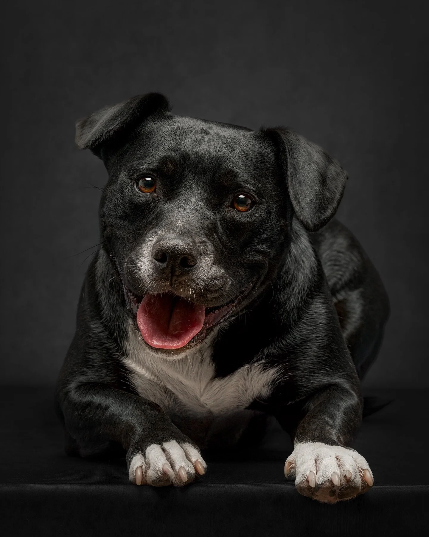 ✨ Jellybean ✨
We can plan a session to the last detail, the light, the backdrop, the accessories, the flow, but the magic always comes from them.

That gorgeous smile, the light dancing in her eyes, the way she tilted her head just so&hellip; Jellybe