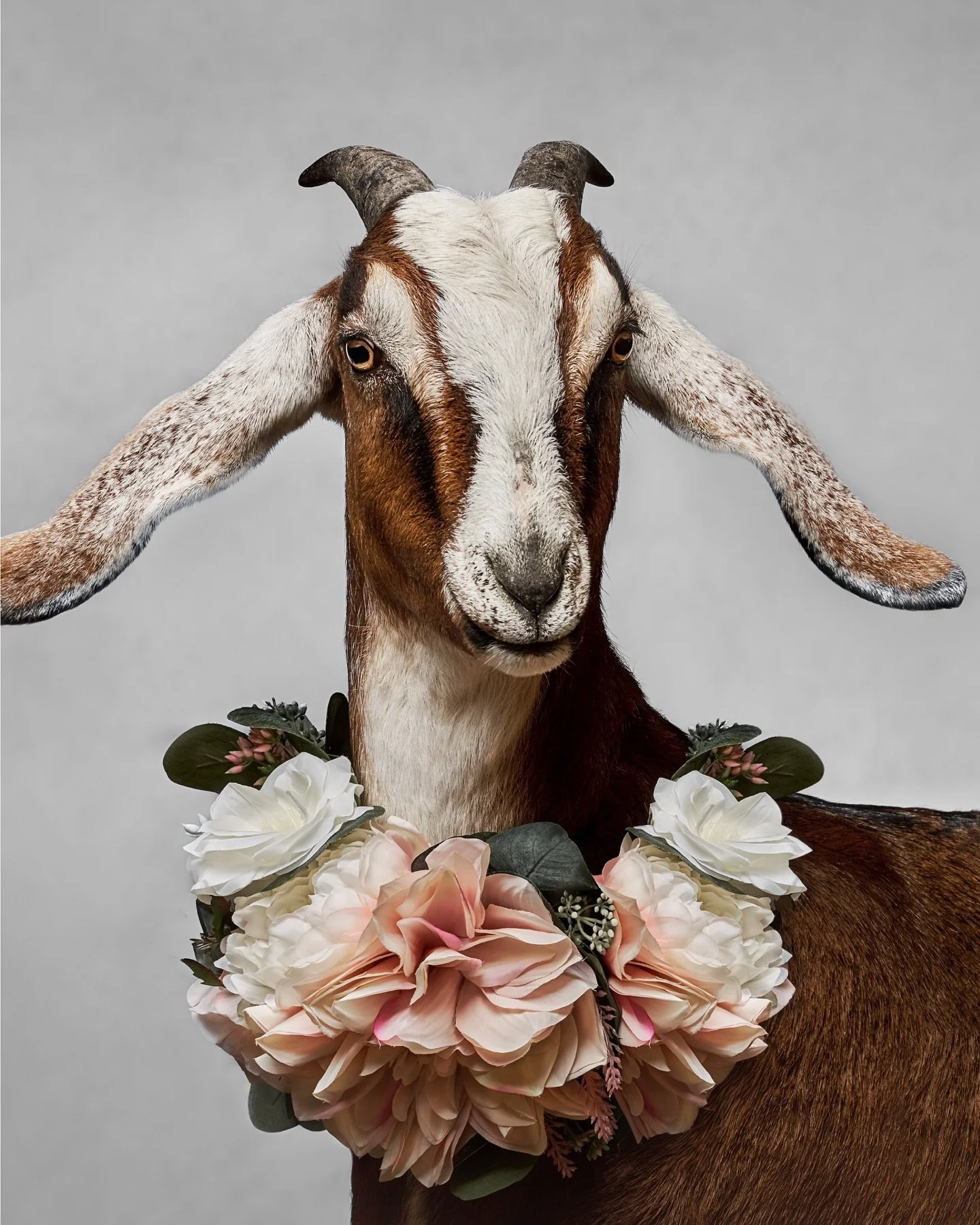 Every single goat we met at Puget Sound Goat Rescue while creating this calendar had a story that touched our hearts. Each one had faced challenges before being welcomed into the loving care of the rescue, and each one now thrives in a beautiful life