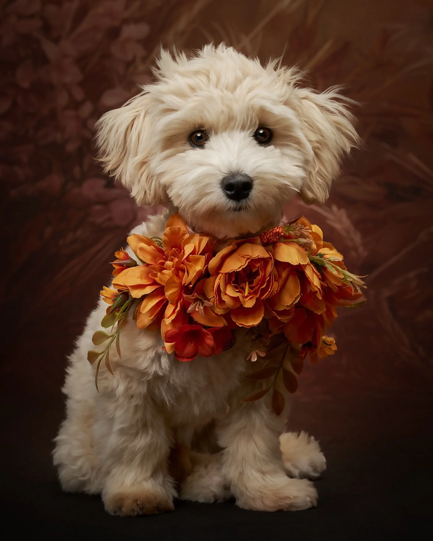 Trying to soak up all of fall while its still here. Here is Rocky looking fallbulous ❤️ 

#washingtonphotographer #kirklandphotography #seattledogs