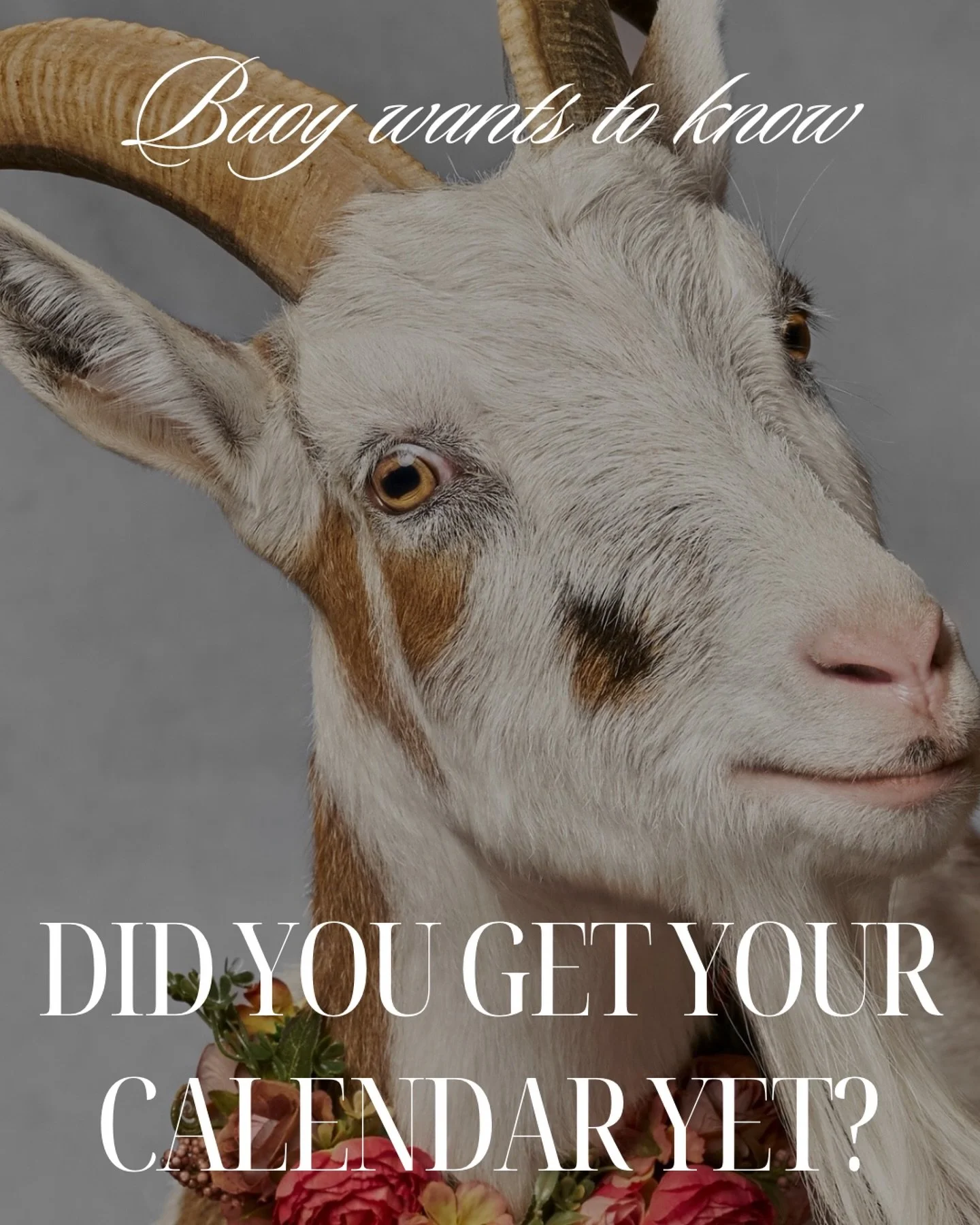 The 2026 Puget Sound Goat Rescue Calendar is here!

We are so honored to have photographed some of the beautiful residents of Puget Sound Goat Rescue for their 2026 fundraising calendar. Each month features a seasonally themed fine art portrait of on