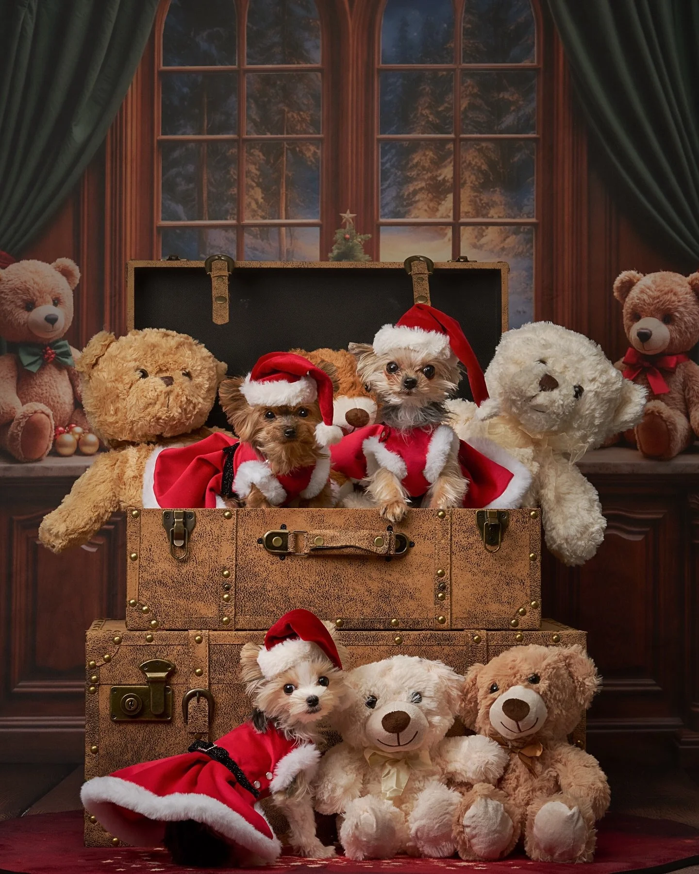 Look at these three little bears that joined us for a Beary Christmas session! Gorgeous @3colorfulyorkies looking fabulous in @wagnes_wagfashion 

We added another day for Christmas Limited Edition sessions and there are three spots left! DM or link 