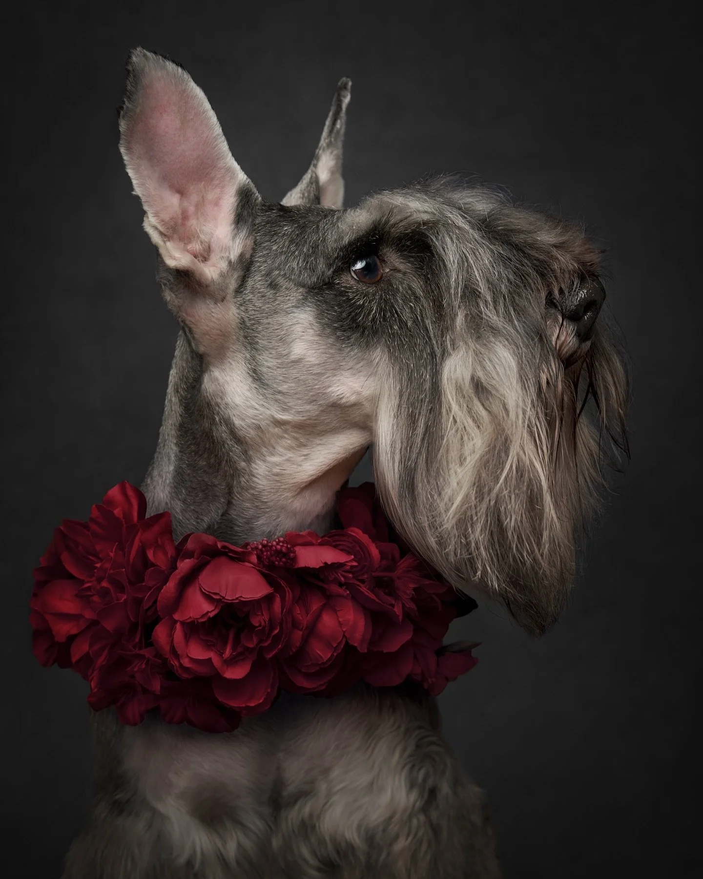 Wishing our sweet friend Marty a smooth and cozy recovery after his big day at the vet 💚 

He may be taking it easy for a little while, but knowing Marty, he&rsquo;ll be back to his joyful adventures (and charming everyone he meets with his signatur