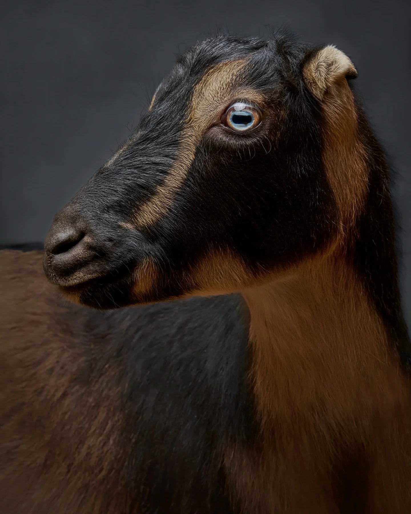 Meet Petunia 💛
Petunia is one of the many permanent residents at Puget Sound Goat Rescue, a sanctuary that gives animals like her a second chance at life, all entirely funded by donations from kind hearts like yours.

When Petunia arrived in spring 