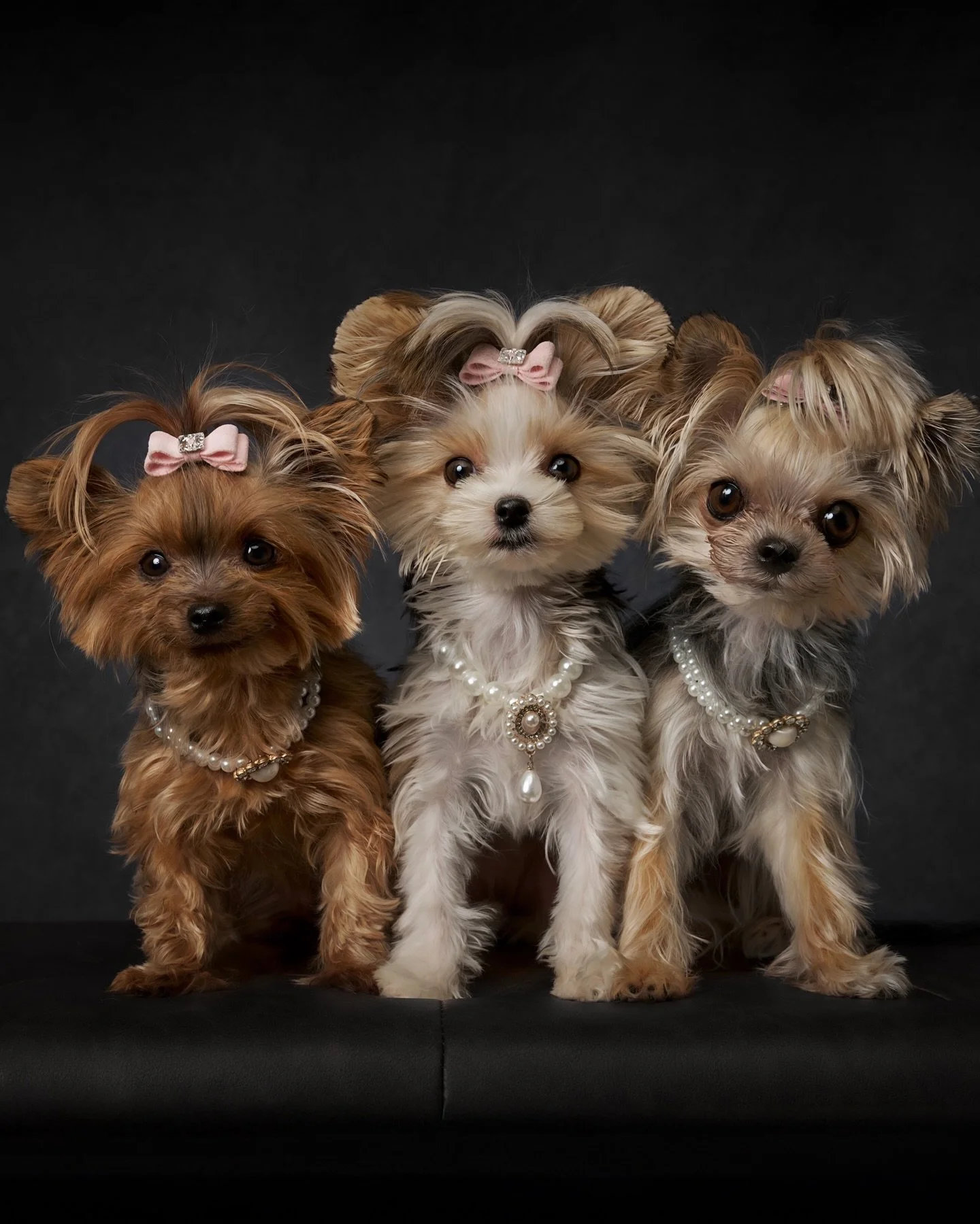 ✨Three times the charm, three times the style.✨
Meet the Yorkie sisters, tiny in size, but major in fashion. From coordinated bows to perfectly posed moments, these little icons know exactly how to work the camera. Each one brings her own flair, and 