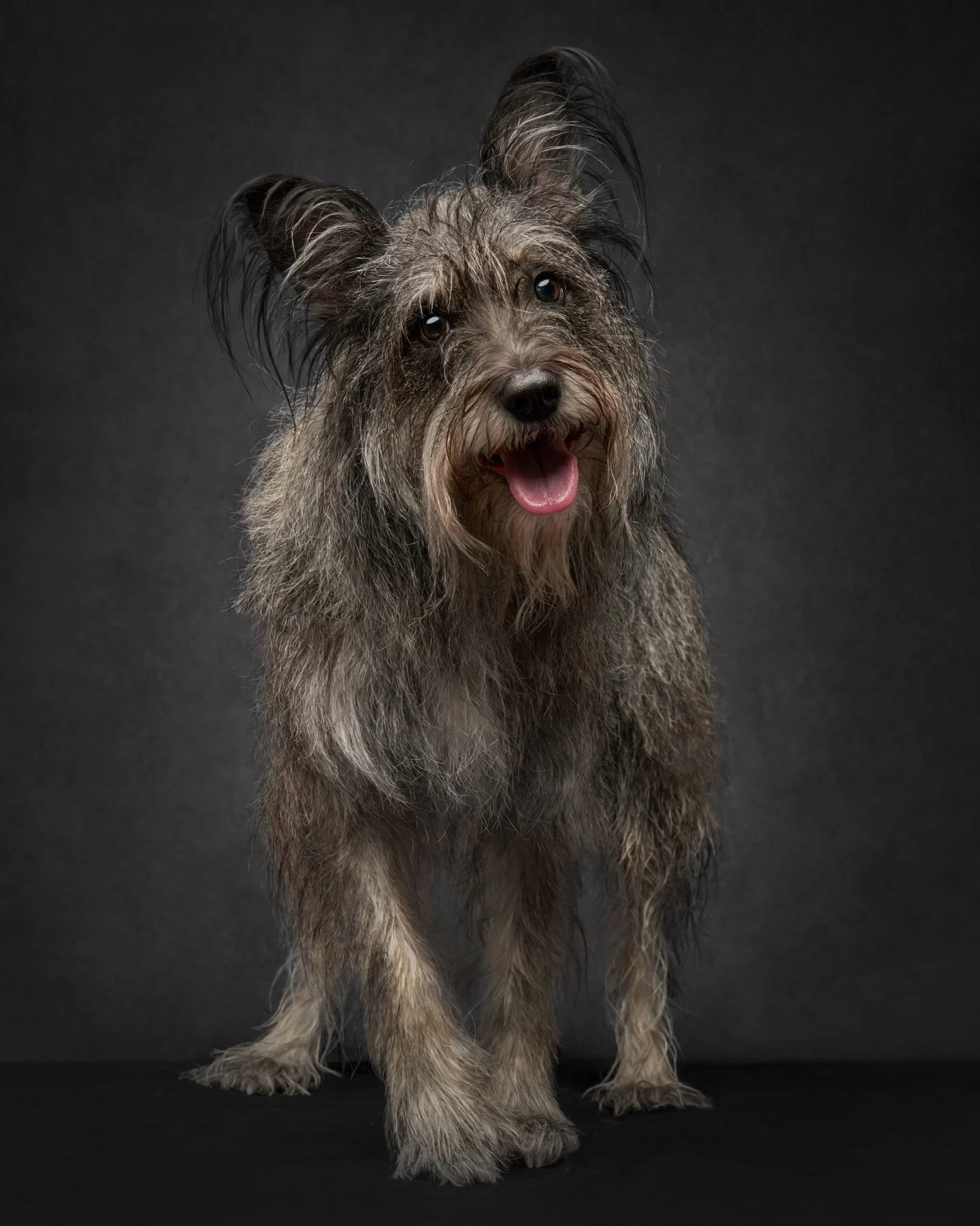 Sweet Mina&rsquo;s parents told us she might be a little nervous in front of the camera, but look at that smile! 💛

If you&rsquo;ve ever worried that your shy or anxious pup couldn&rsquo;t have a photo session, let Mina be your reminder that every p