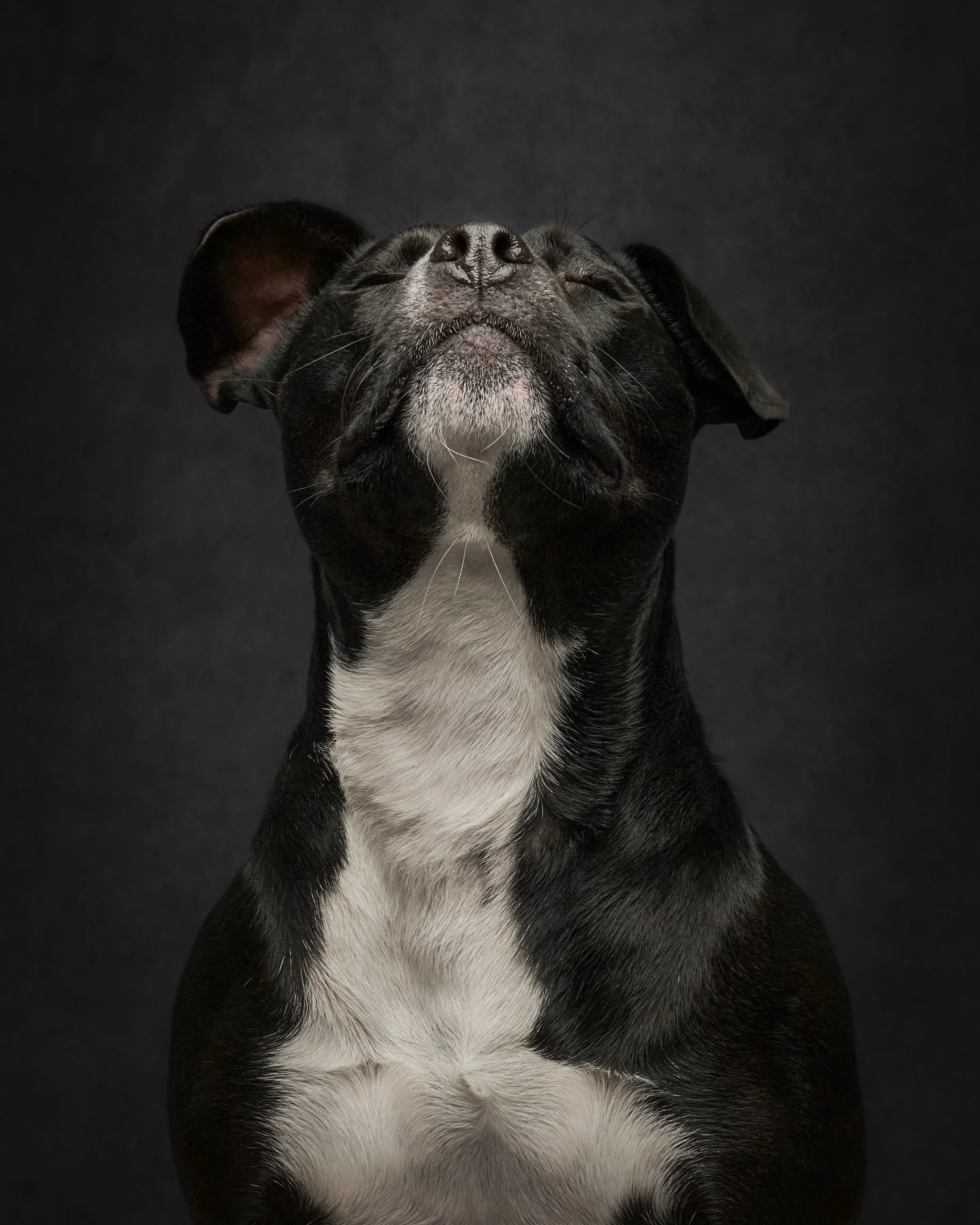 It&rsquo;s Monday. I think we could use a little reminder to just breathe ❤️❤️ 
#washingtonphotographer #seattlephotography #dogsofinstagram