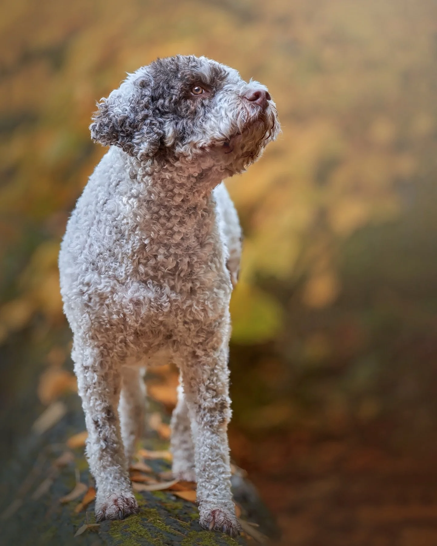 We couldn&rsquo;t have asked for a more beautiful way to wrap up the year than with Tika, our stunning fall girl whose session was filled with golden light, crisp air, and that unmistakable autumn magic.

As we move into 2026, we&rsquo;re excited to 