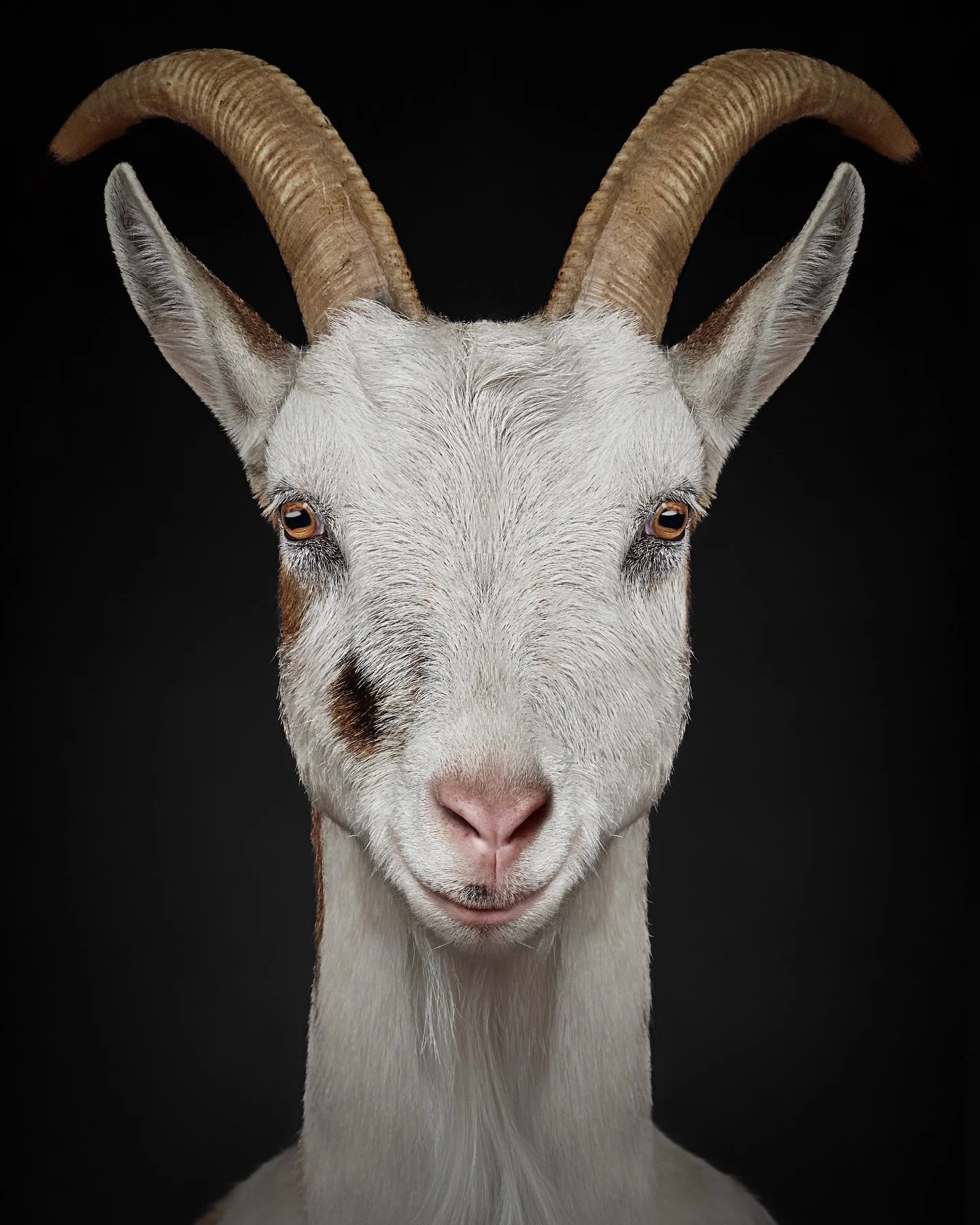 The winter season is hitting our local rescues especially hard, and we&rsquo;ve been thinking a lot about our friends at Puget Sound Goat Rescue. Their latest update broke our hearts a little, constant rain, endless work, and an overwhelming number o