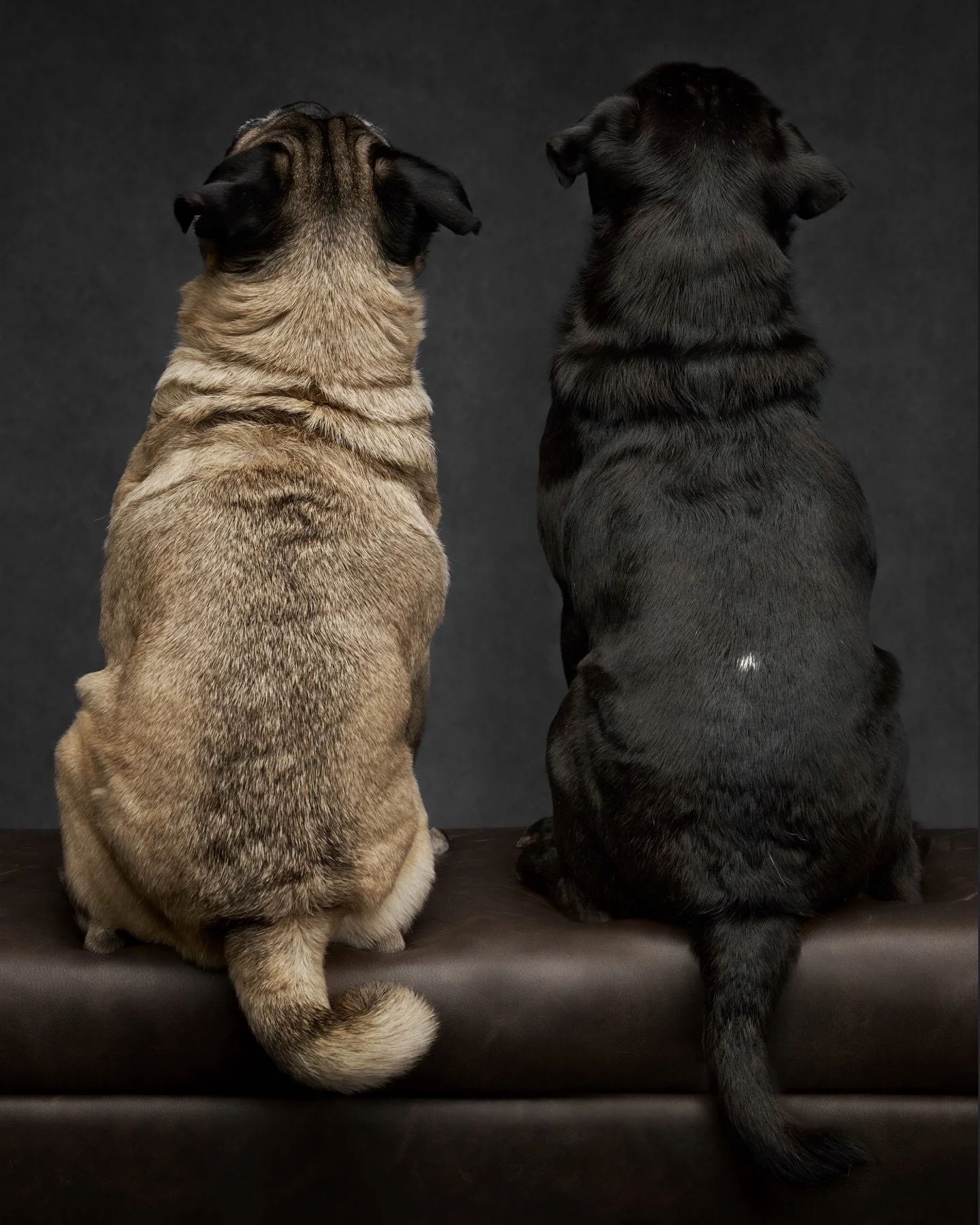 Francis and Popcorn walked into the studio looking like full time models&hellip; and honestly, they kind of are. These two perfectly squishy pugs are pure personality from every angle, front, back, and that iconic side profile only a pug can pull off