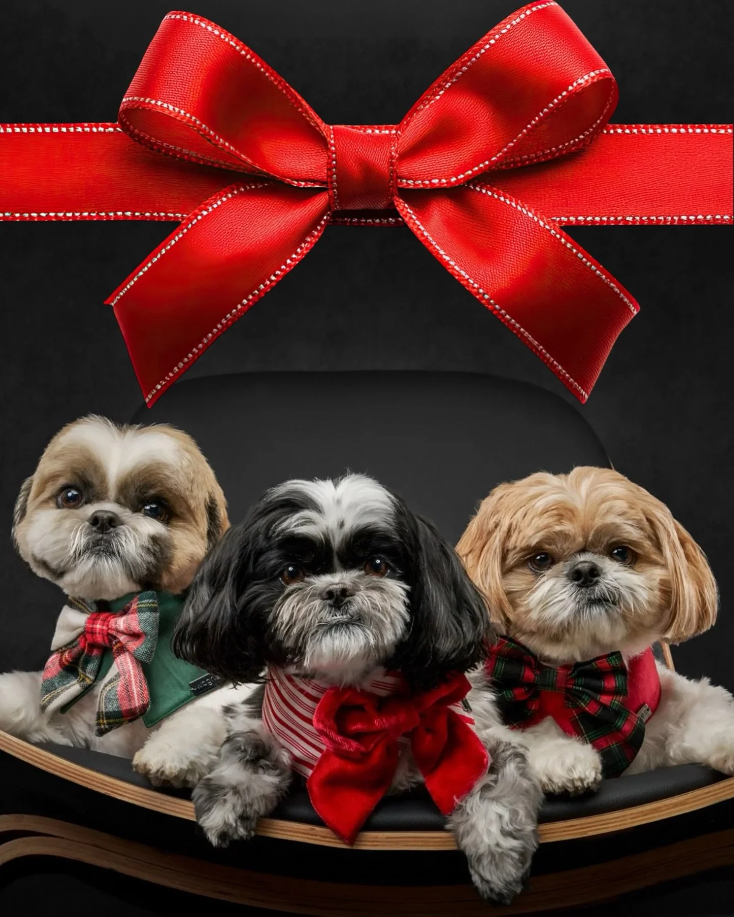 🎄 A Christmas Eve Note from Your Dog 🎄

Hi. It&rsquo;s me.
I know it&rsquo;s Christmas Eve because you&rsquo;re moving fast, the house smells incredible, and I&rsquo;ve been told &ldquo;not right now&rdquo; way more than usual.

If you&rsquo;re wra