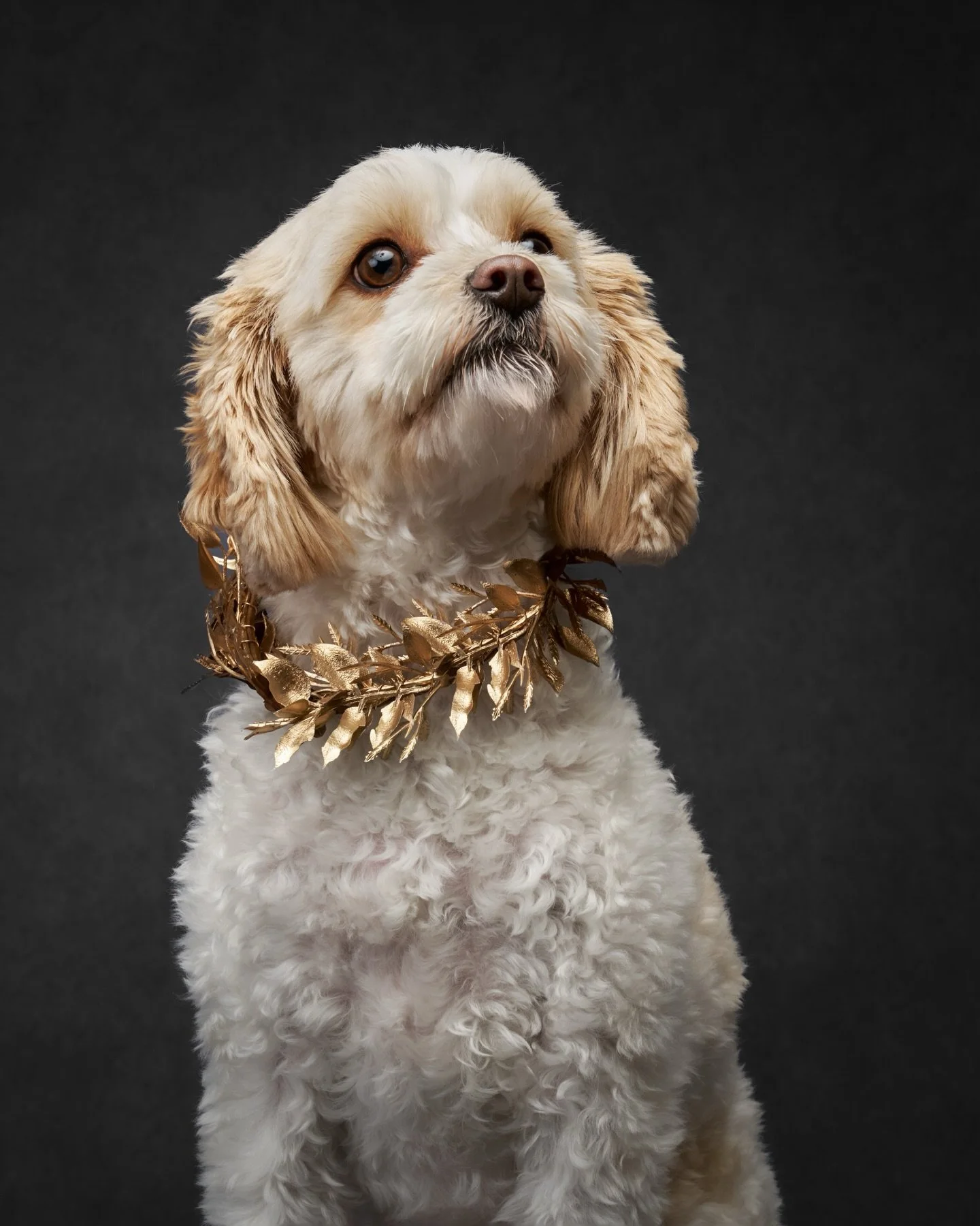 As we wrap up the year, we are feeling incredibly grateful for projects that remind us why we do what we do 🤍

We completed a calendar collaboration with @dogtopiabellevue  and @dogtopiaredmond to benefit the Dogtopia Foundation was one of those mom