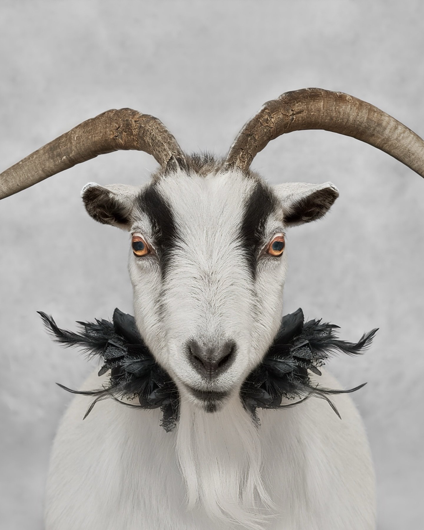 As 2025 comes to a close, we&rsquo;ve been taking a moment to reflect on the stories that shaped this year and the ones that stayed with us long after the session lights were turned off.

One of those stories was our project with Puget Sound Goat Res