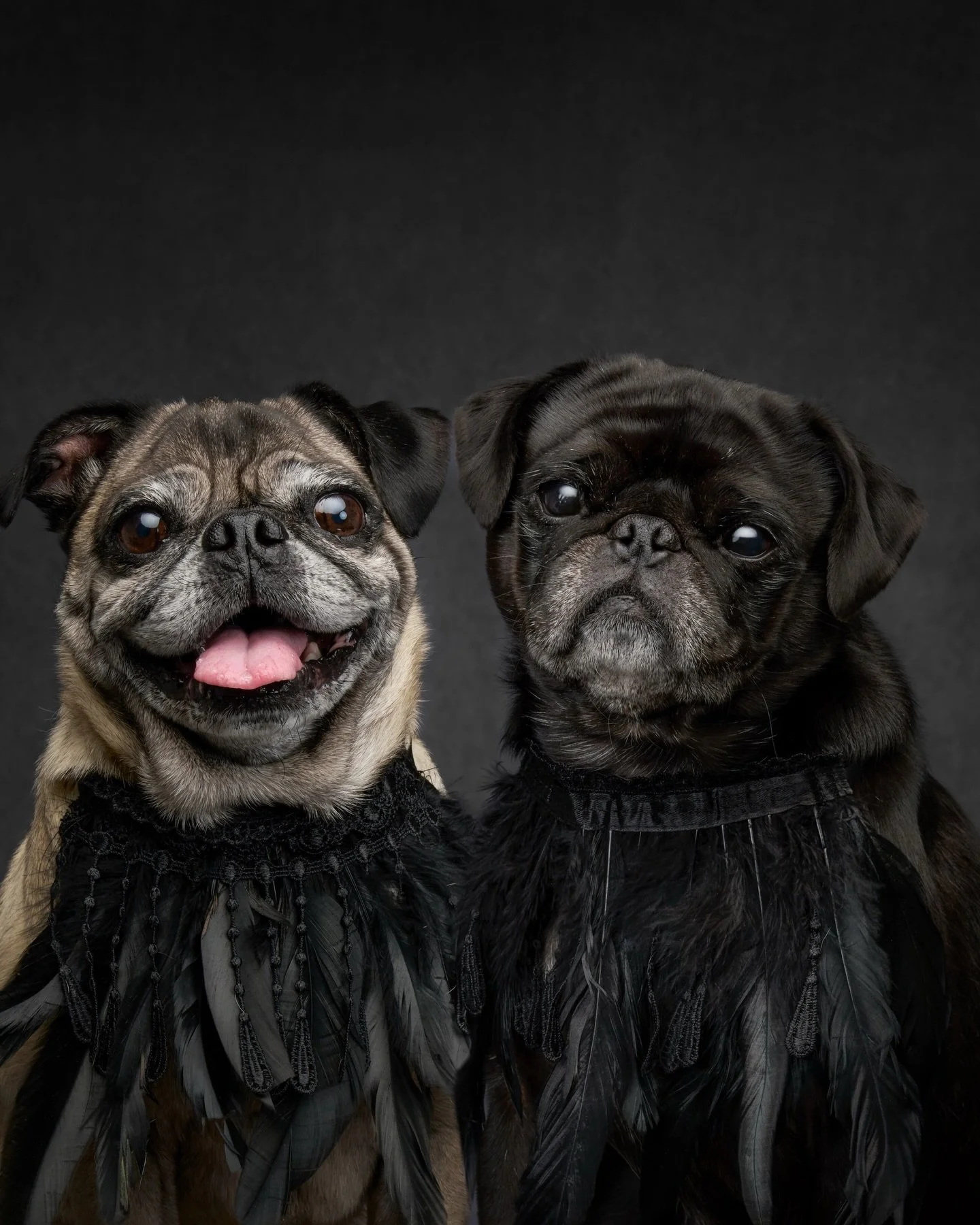 We are busy counting votes for Olive &amp; Fable&rsquo;s Dog of the Year 2025, and we are truly blown away by this incredible community. The love, enthusiasm, and support have been so meaningful to witness.

We&rsquo;ll be announcing the winners befo