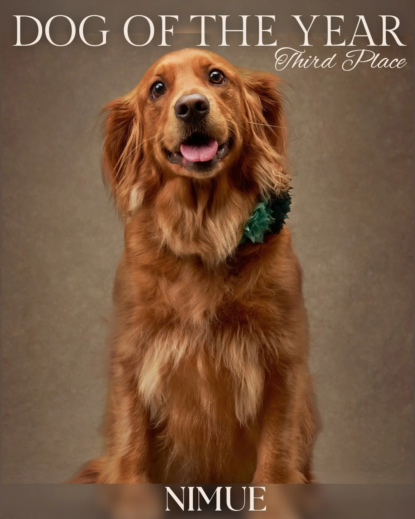 When we set out to name our Dog of the Year, we truly thought we would be announcing just one winner. But as the votes came in, it became clear that three dogs were running neck and neck the entire time, separated by only a handful of votes. The resp