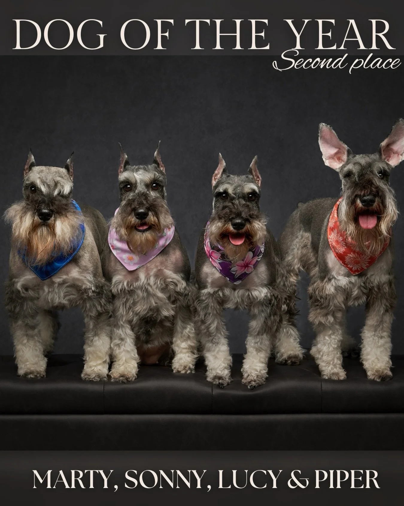 When we began counting votes for Dog of the Year, it quickly became clear this was not going to be a single-winner moment. Three stories stayed neck and neck throughout the process, separated by only a few votes, and the outpouring of support made it