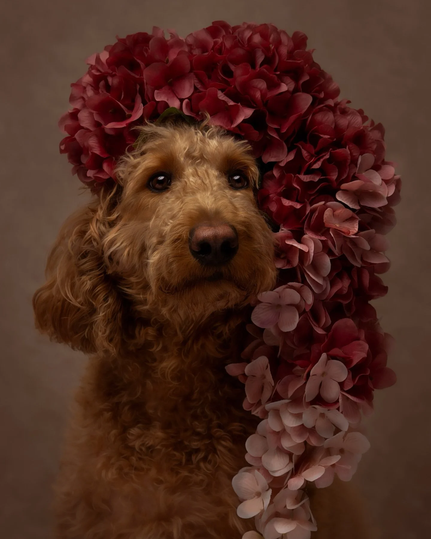 Happy New Year! 🐾✨

Hi, it&rsquo;s me- Gemma.
Golden doodle. Chosen family. Studio muse.
And officially your CEO of Olive &amp; Fable for 2026.

I&rsquo;m not just the dog who tests the treats and supervises sessions, I&rsquo;m family. My humans lov