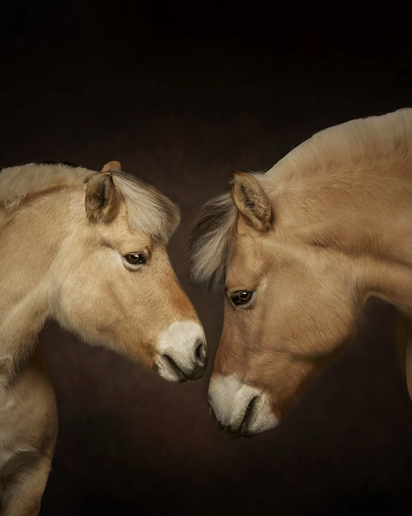 2026 welcomes the Year of the Horse 🐎
A symbol of strength, freedom, devotion, and the quiet power of connection.

This mother and son carry all of that and more. Their bond is unspoken but unmistakable. Protective, steady, and deeply rooted in trus